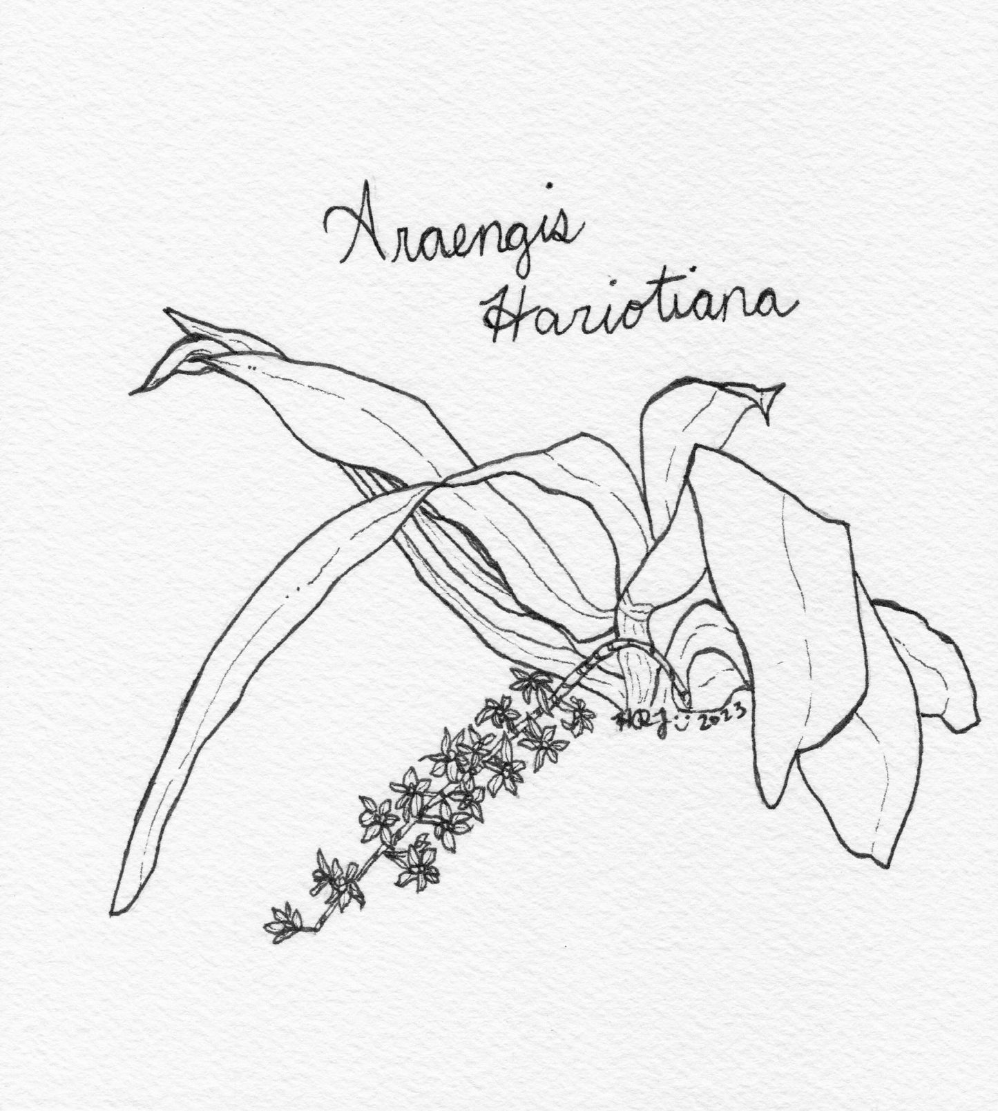 Digital Download: Araengis Hariotiana Orchid Illustration 2023