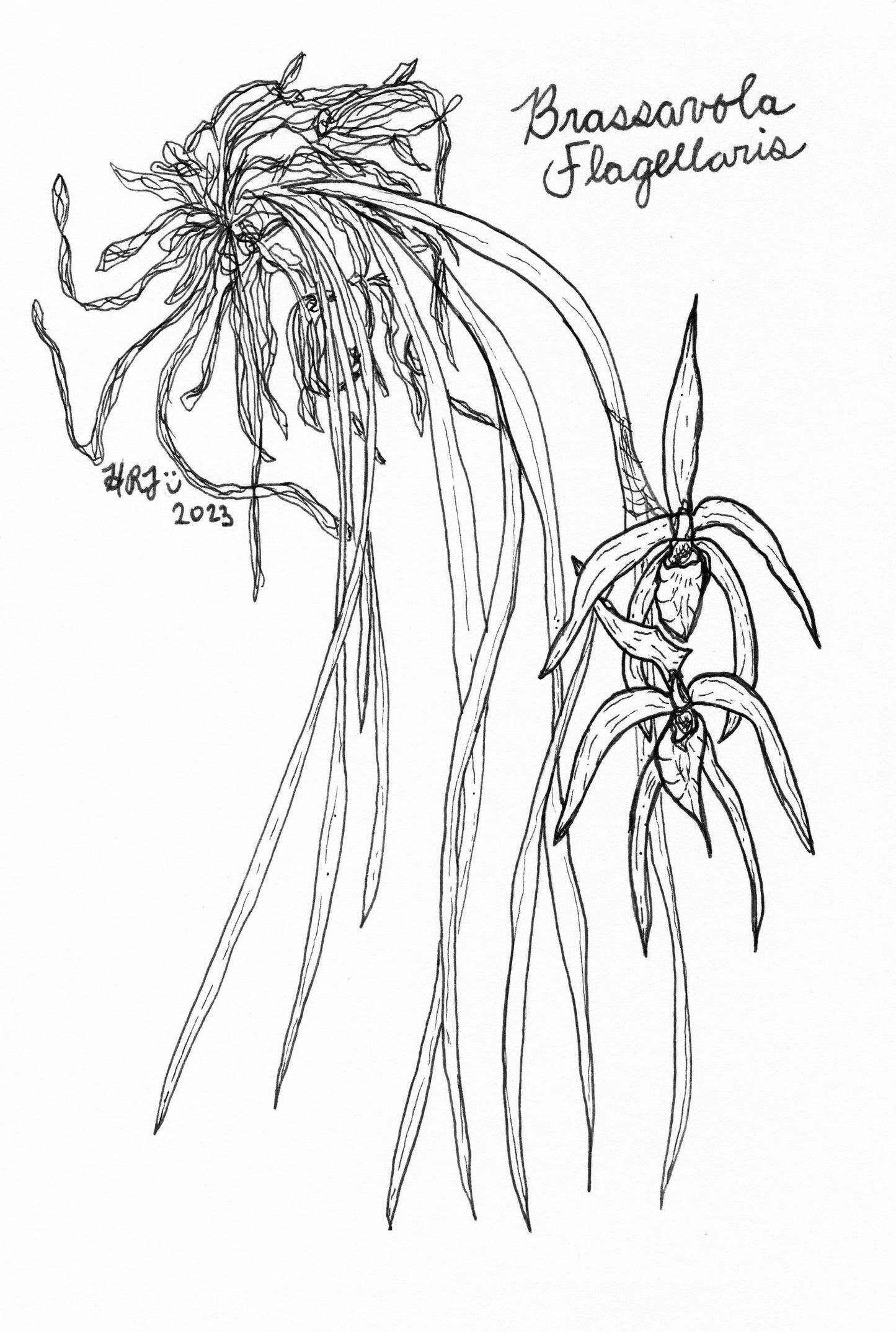 Digital Download: Brassavole Hagellaris Orchid Illustration 2023