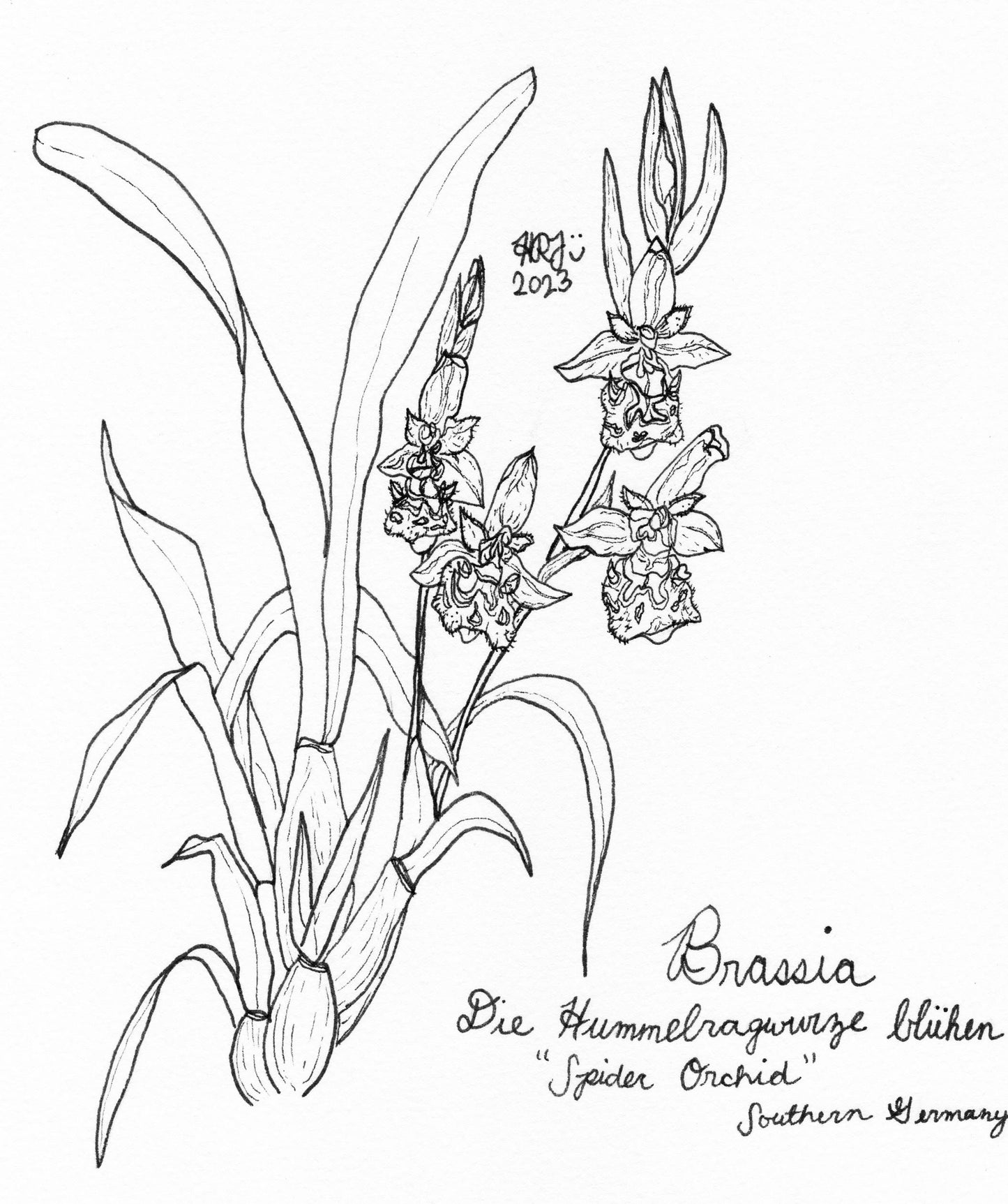 Digital Download: Spider Orchid Illustration 2023