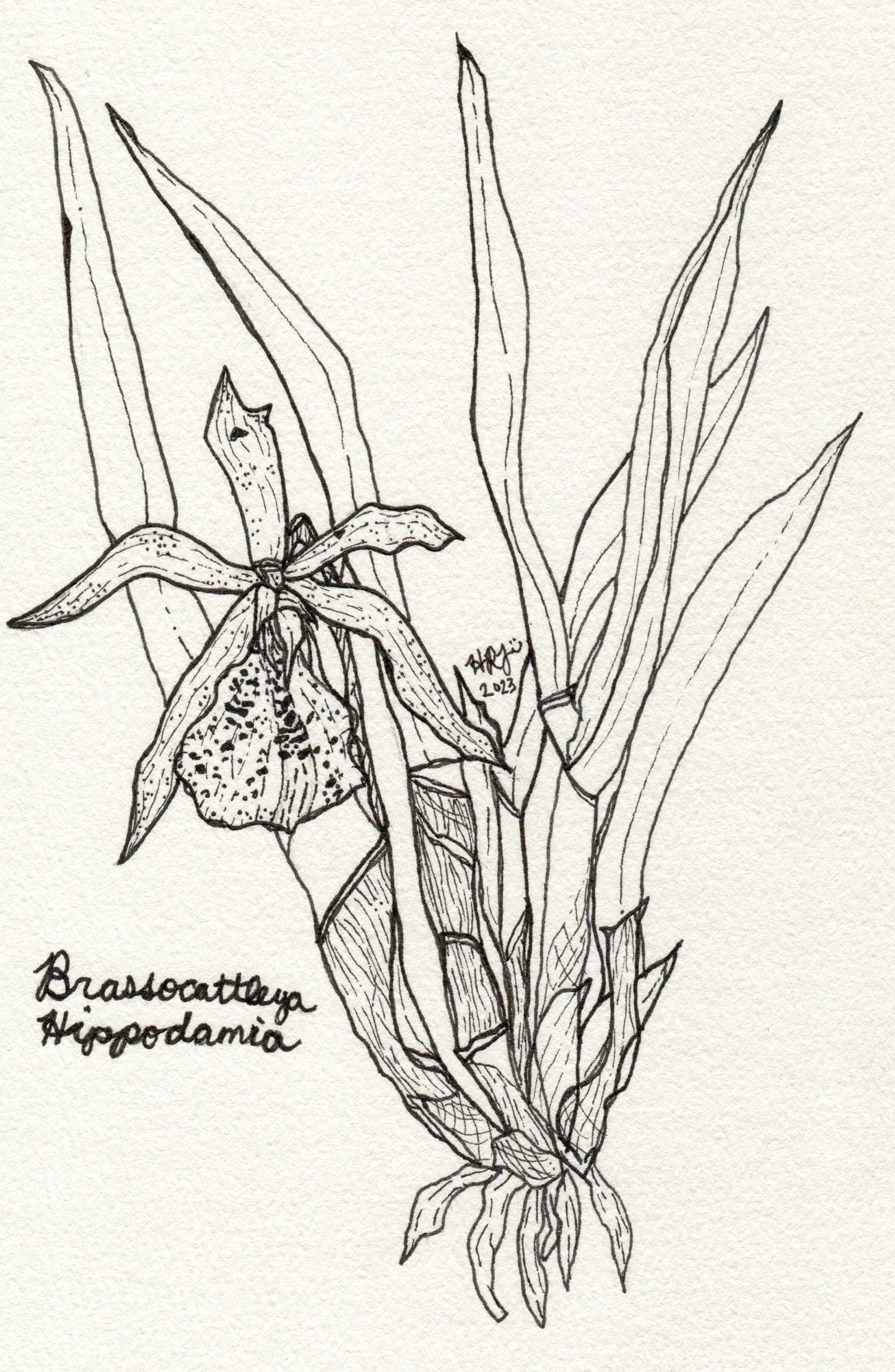 Digital Download: Spider Orchid Illustration Orchid Illustration 2023