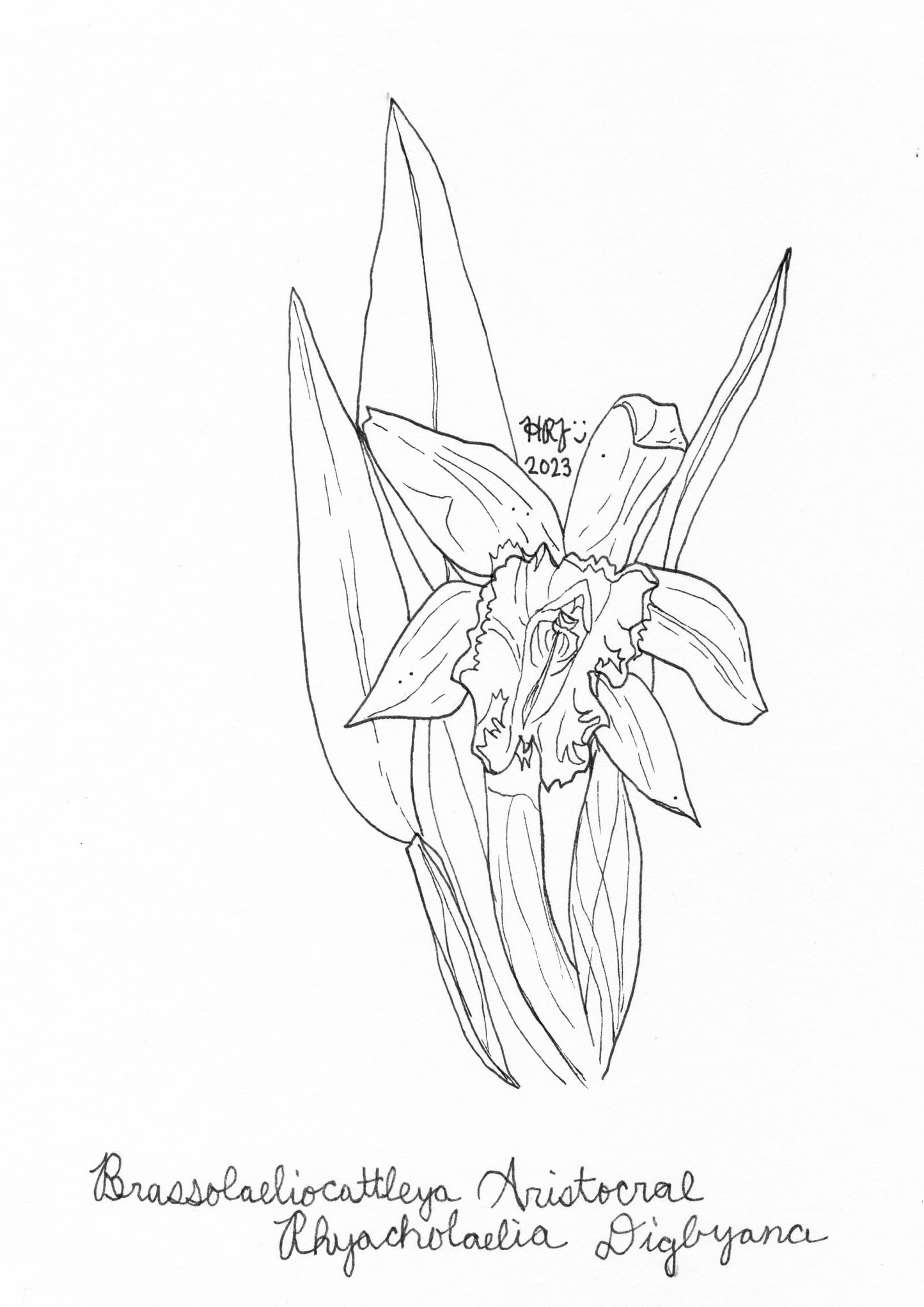 Digital Download: Brassolaeliocattleya Aristocral Orchid Illustration 2023