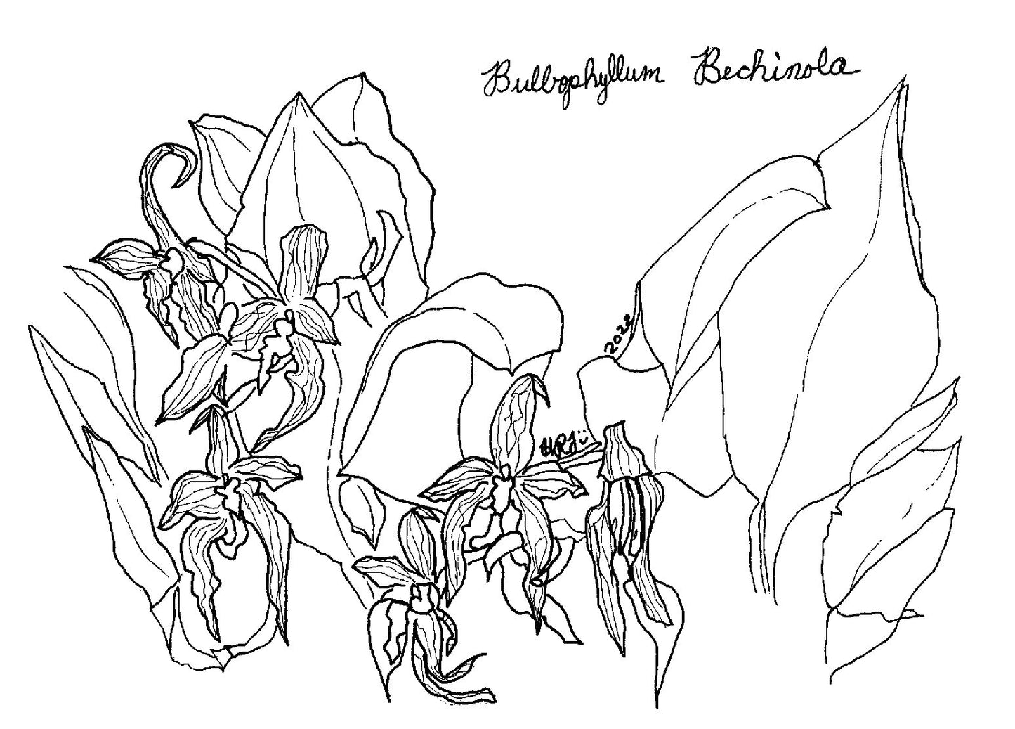 Digital Download: Bulbophyllum Bechinola Orchid Illustration 2022
