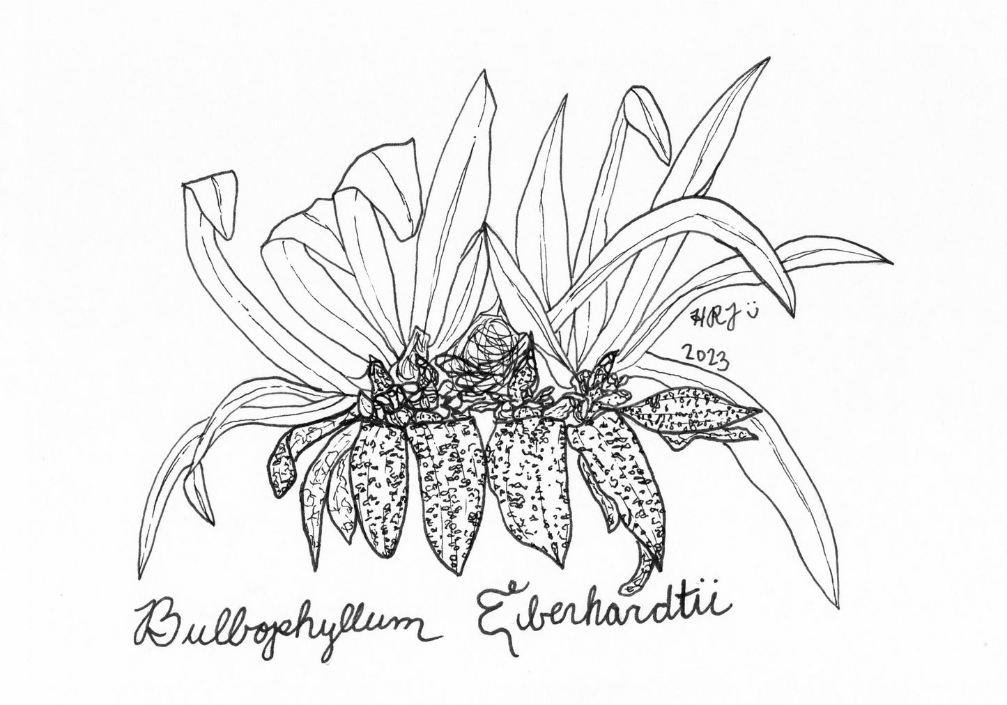 Digital Download: Bulbophyllum Eiberhardtii Illustration Orchid Illustration 2023