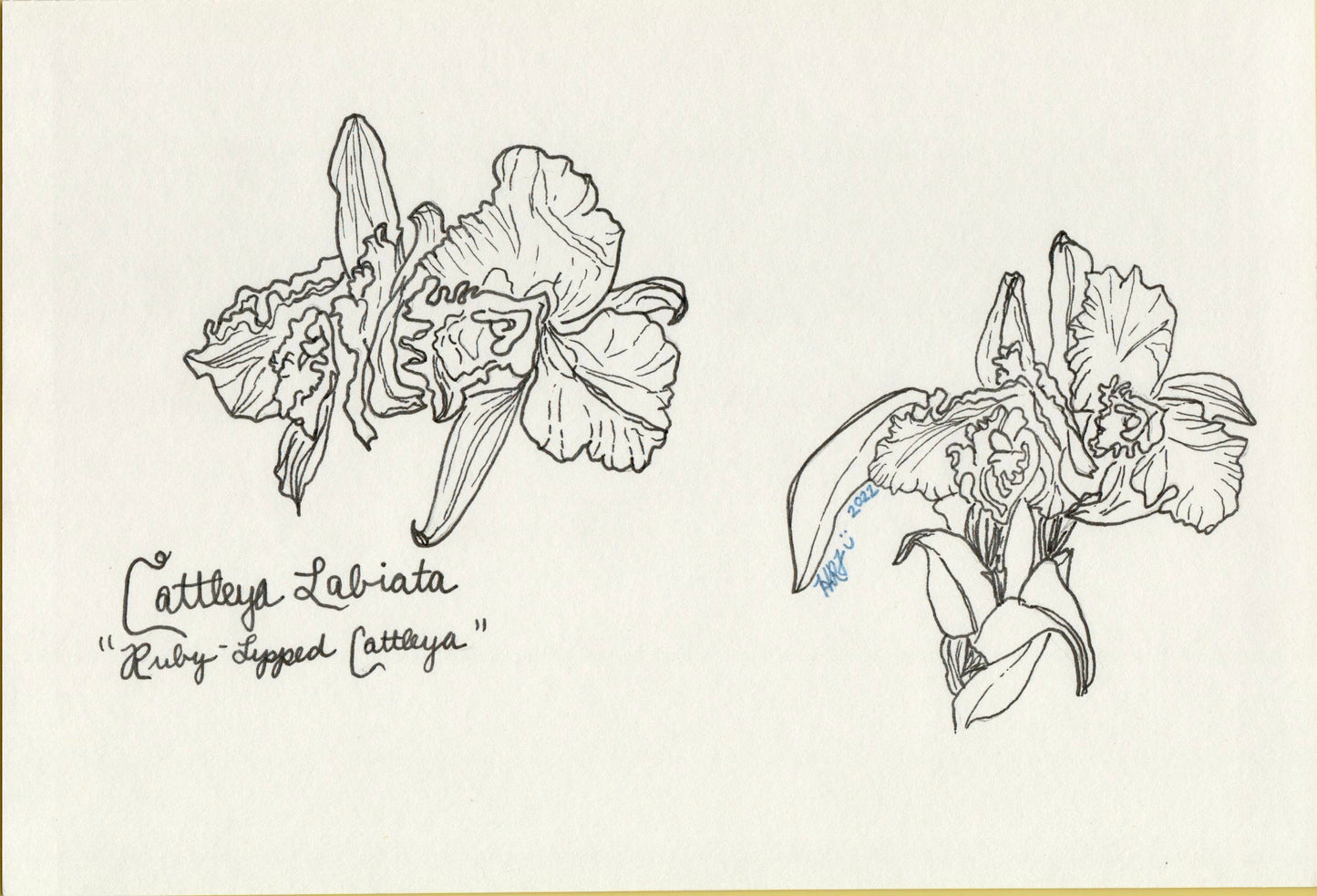 Digital Download: Bulbophyllum Bechinola Orchid Illustration 2022