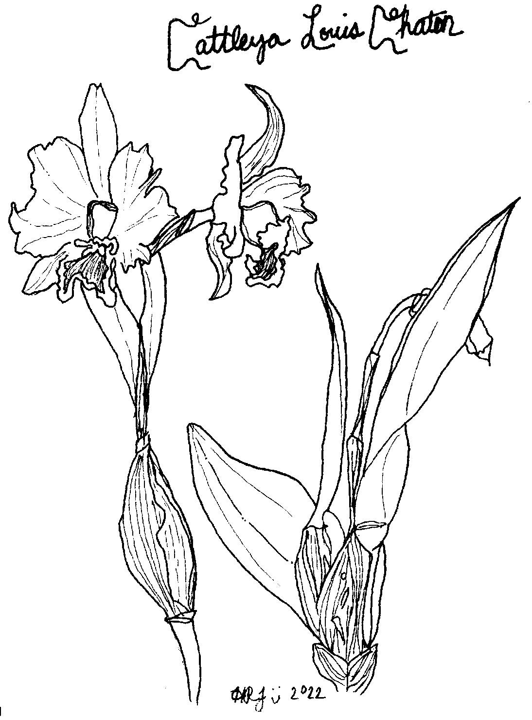 Digital Download: Cattleya Louis Chaton Orchid Illustration 2022
