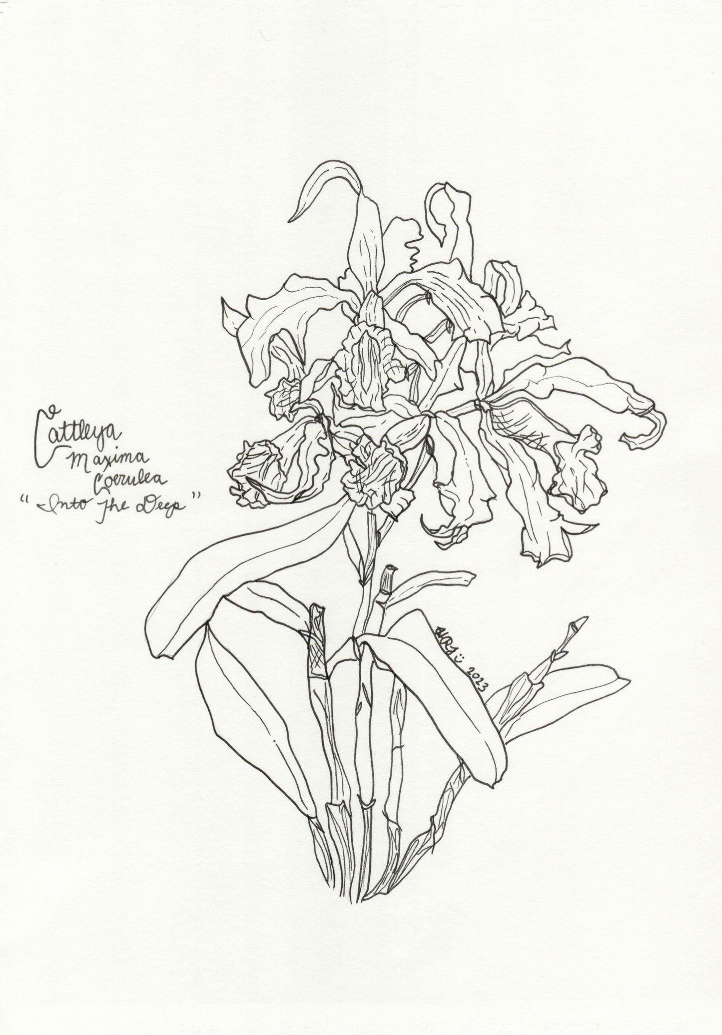 Digital Download: Cattleya Marima Coerulea Illustration Orchid Illustration 2023