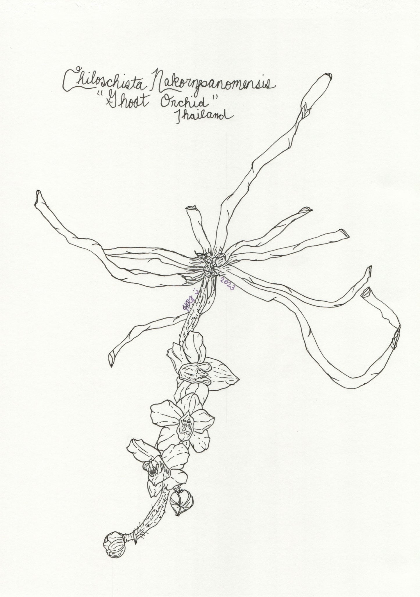 Digital Download: Ghost Orchid Illustration Orchid Illustration 2023