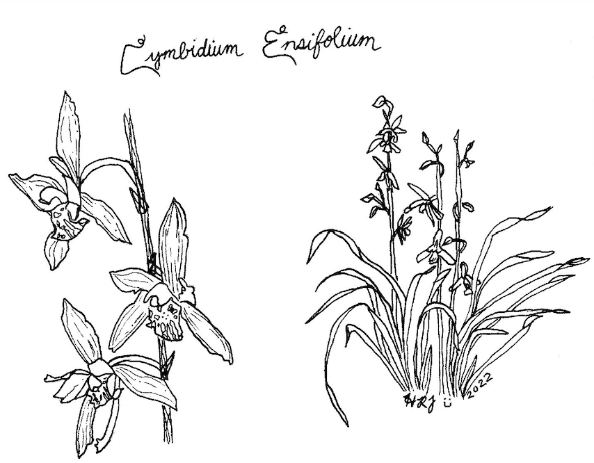 Digital Download: Cymbidium Ensifolium Orchid Illustration 2022