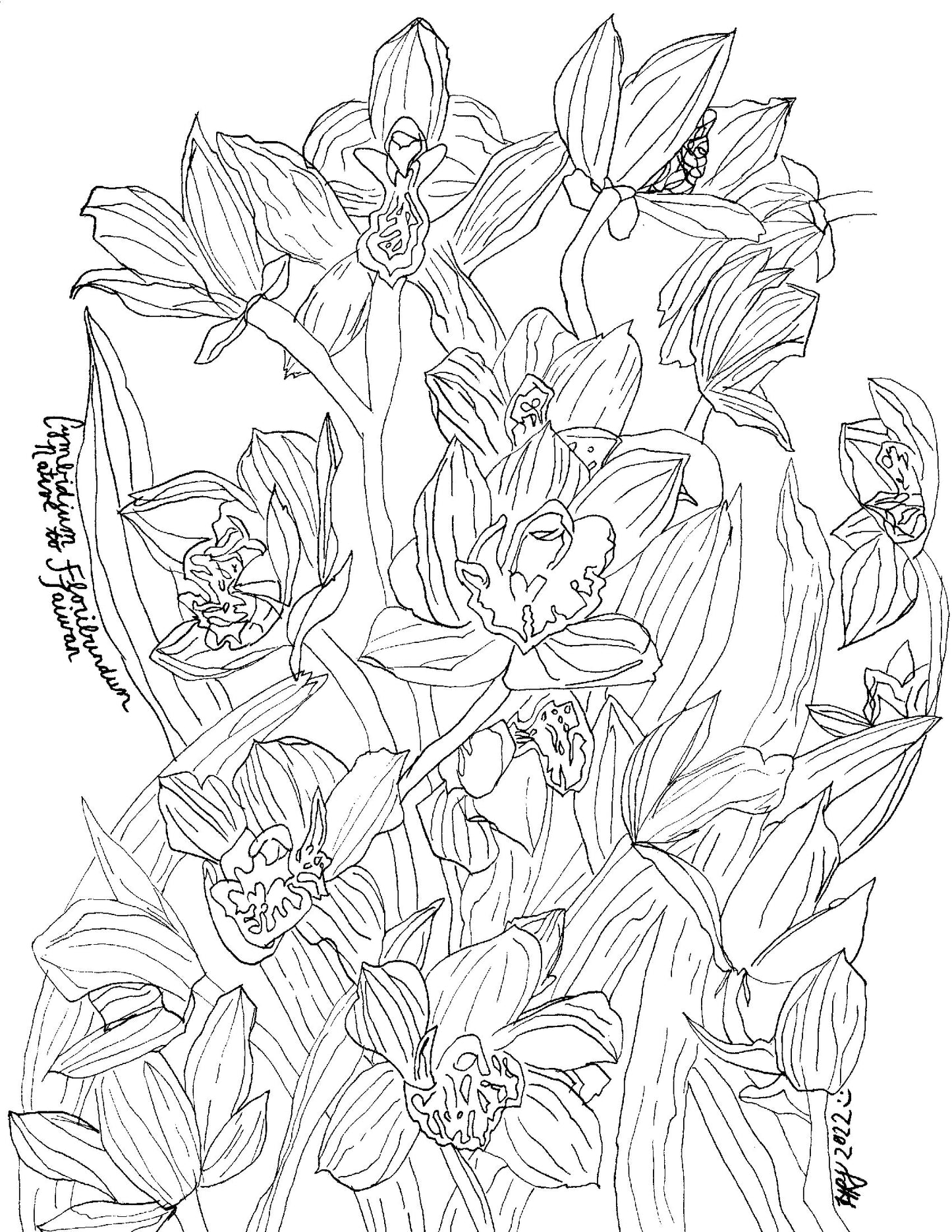 Digital Download: Cymbidium Ensifolium Orchid Illustration 2022