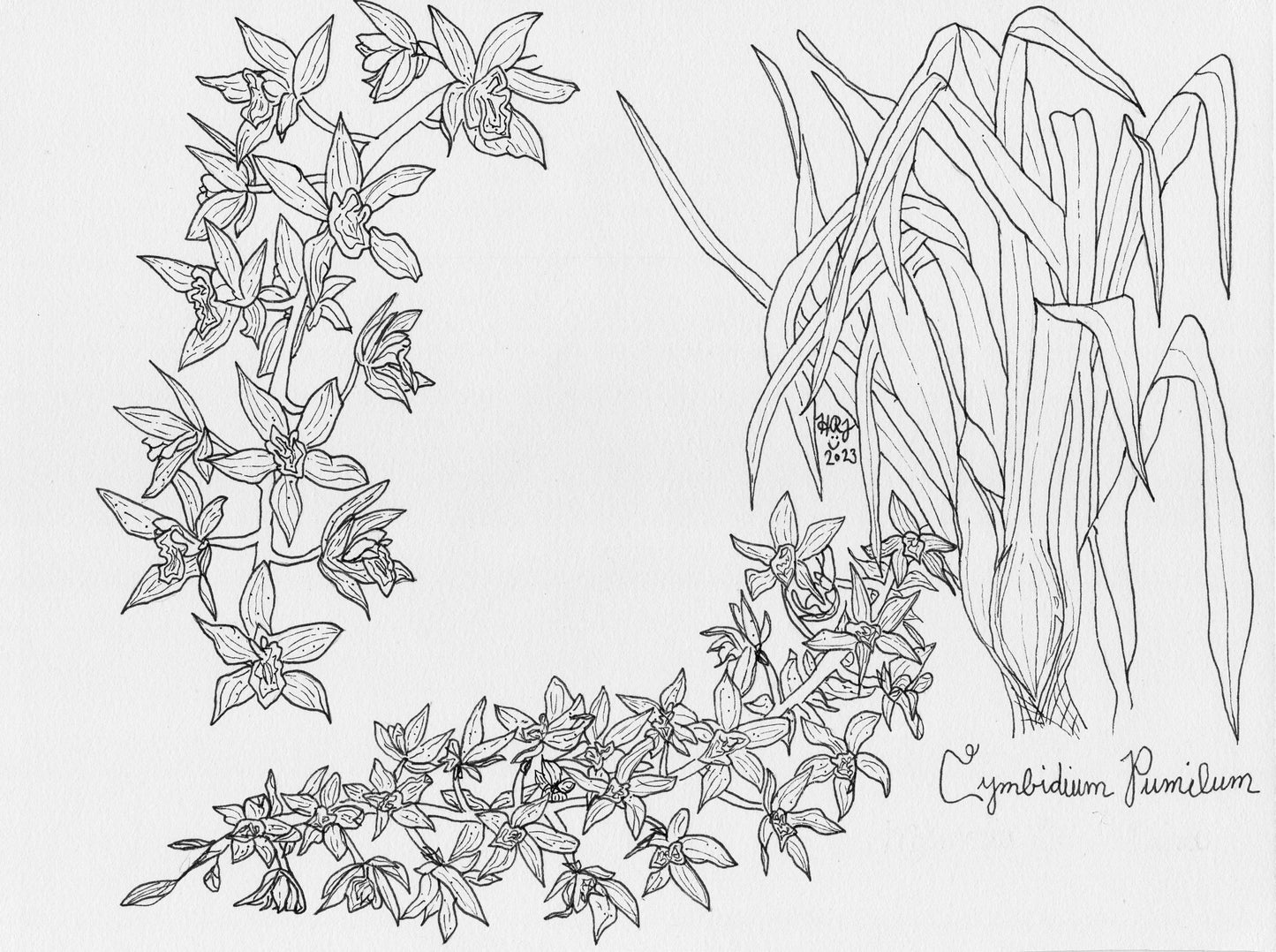 Digital Download: Cymbidium Pumilum Illustration Orchid Illustration 2023