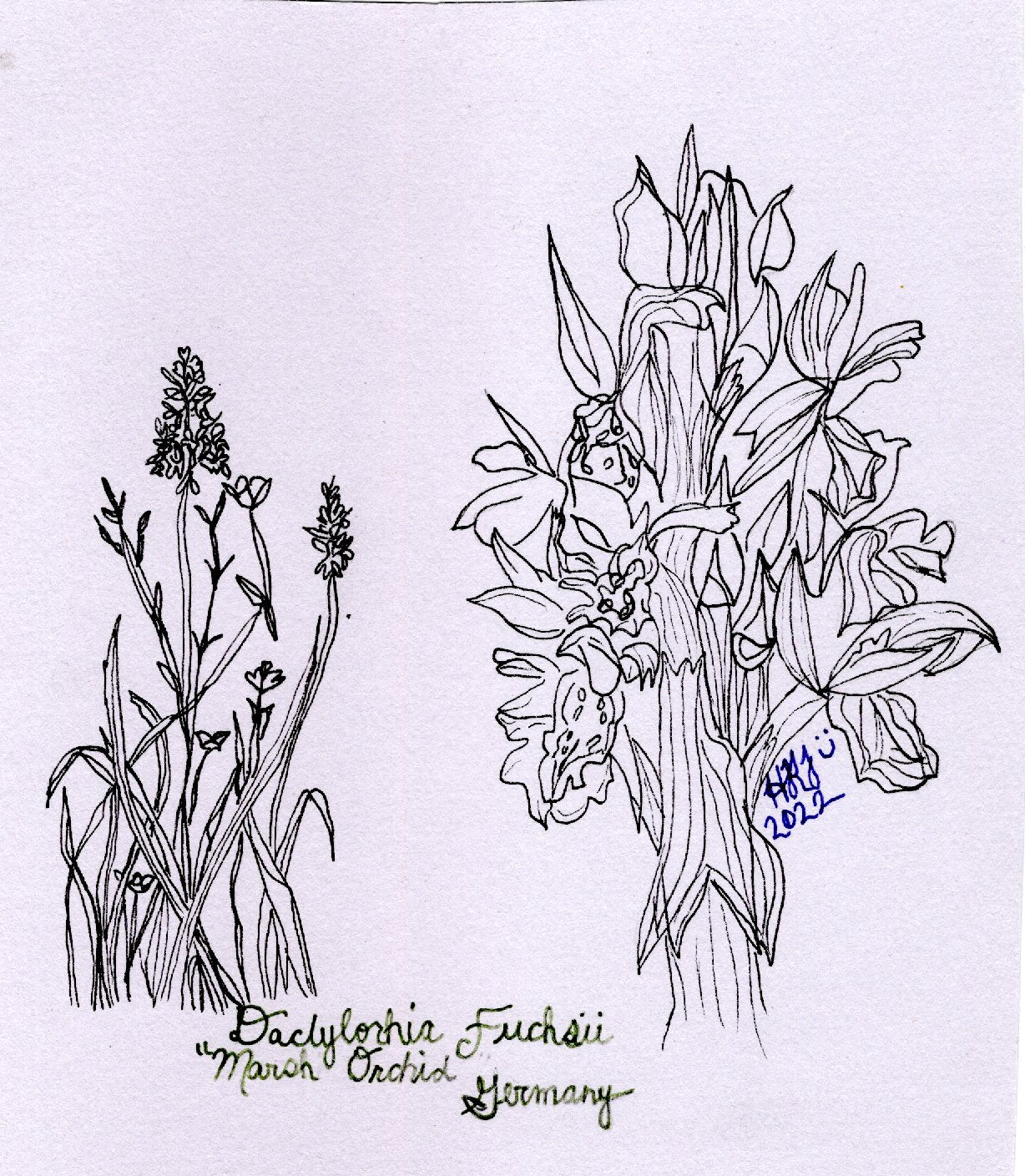 Digital Download: Daclylorhia Fuchsii Orchid Illustration 2022