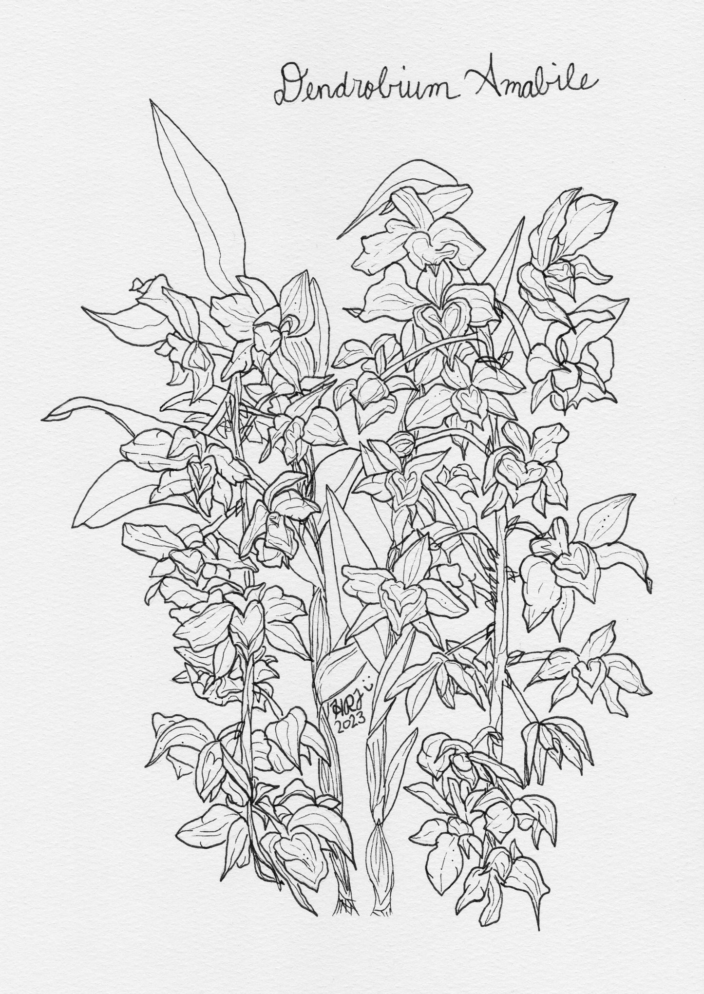 Digital Download: Dendrobium Amabile Orchid Illustration 2023