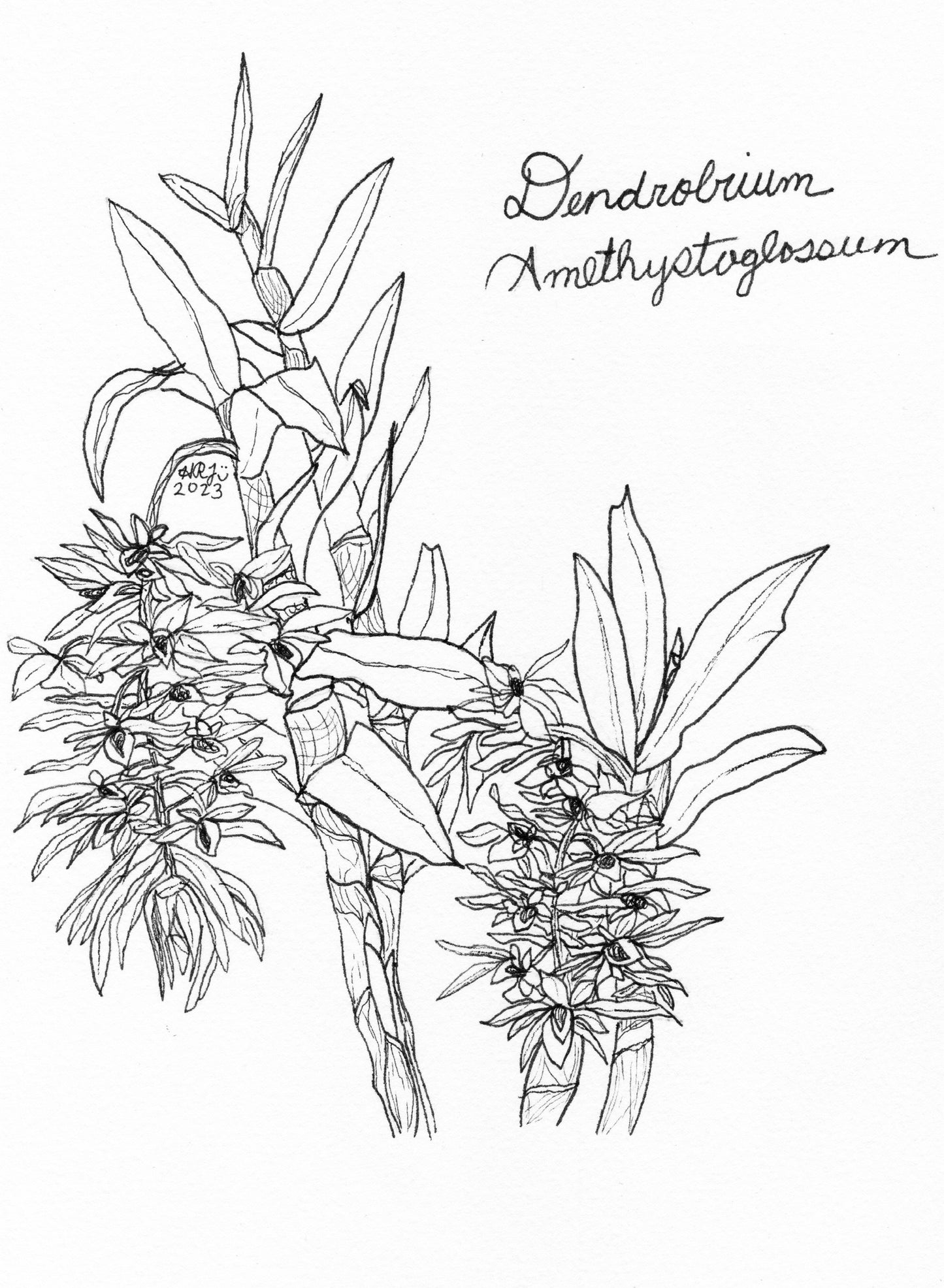 Digital Download: Dendrobium Amethystoglossum Orchid Illustration 2023
