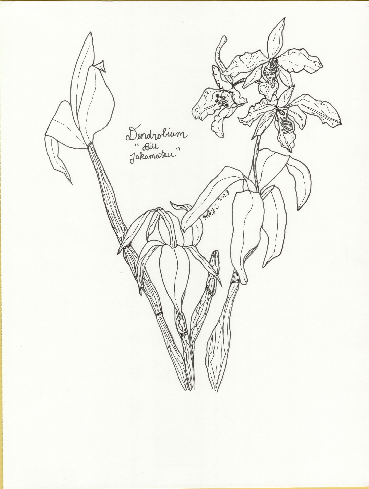 Digital Download: Dendrobium Bill Takamatsu Orchid Illustration 2023