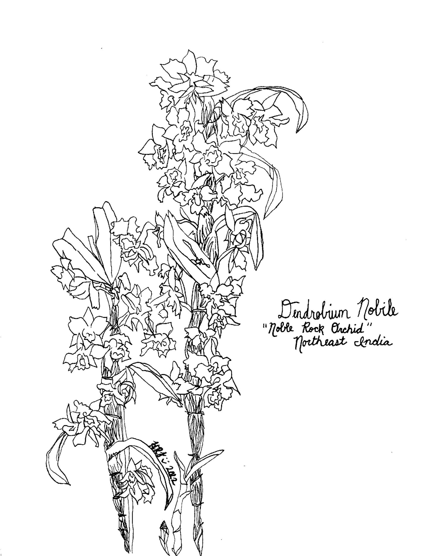 Digital Download: Dendrobium Nobile Orchid Illustration 2022