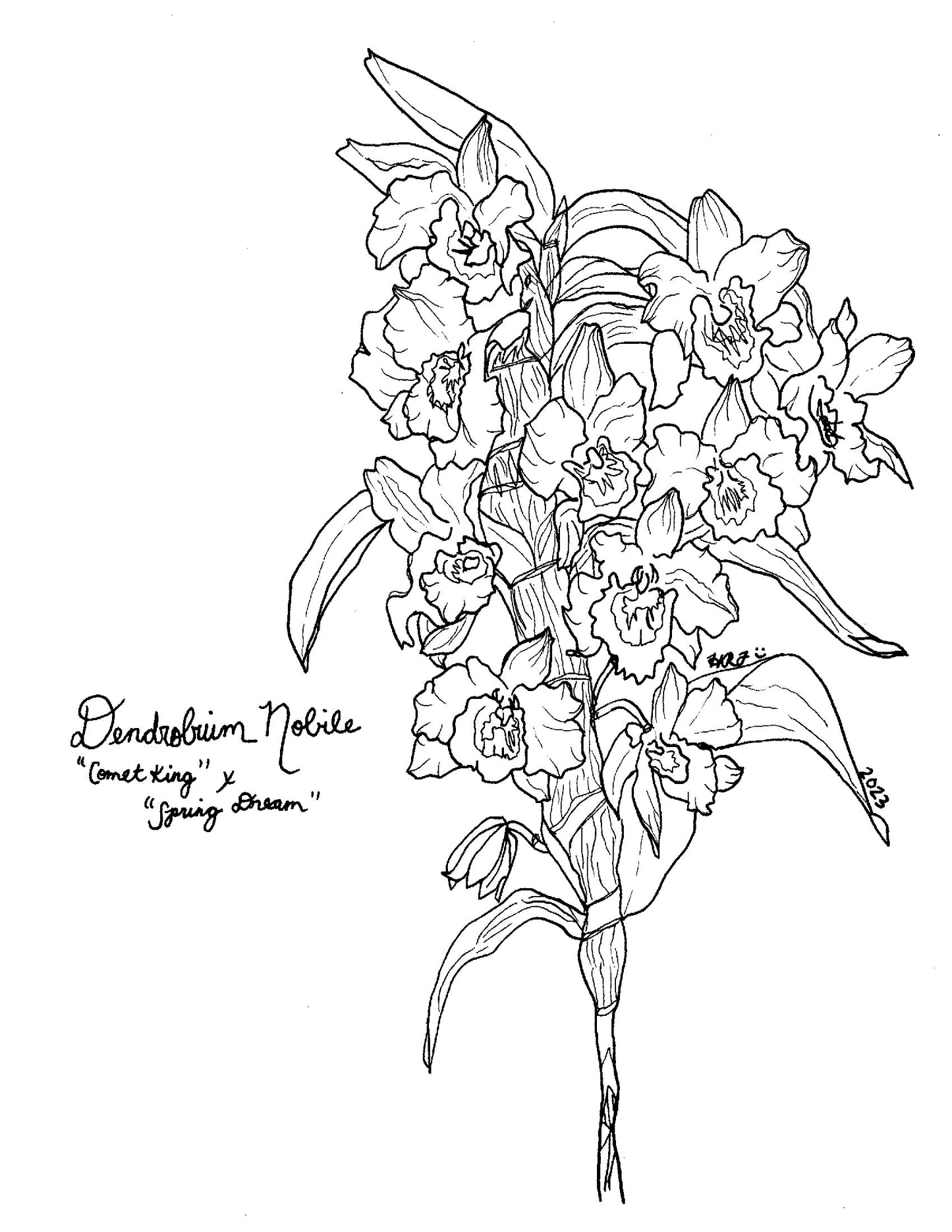 Digital Download: Dendrobium Nobile Comet King x Spring Dream Orchid Illustration 2023