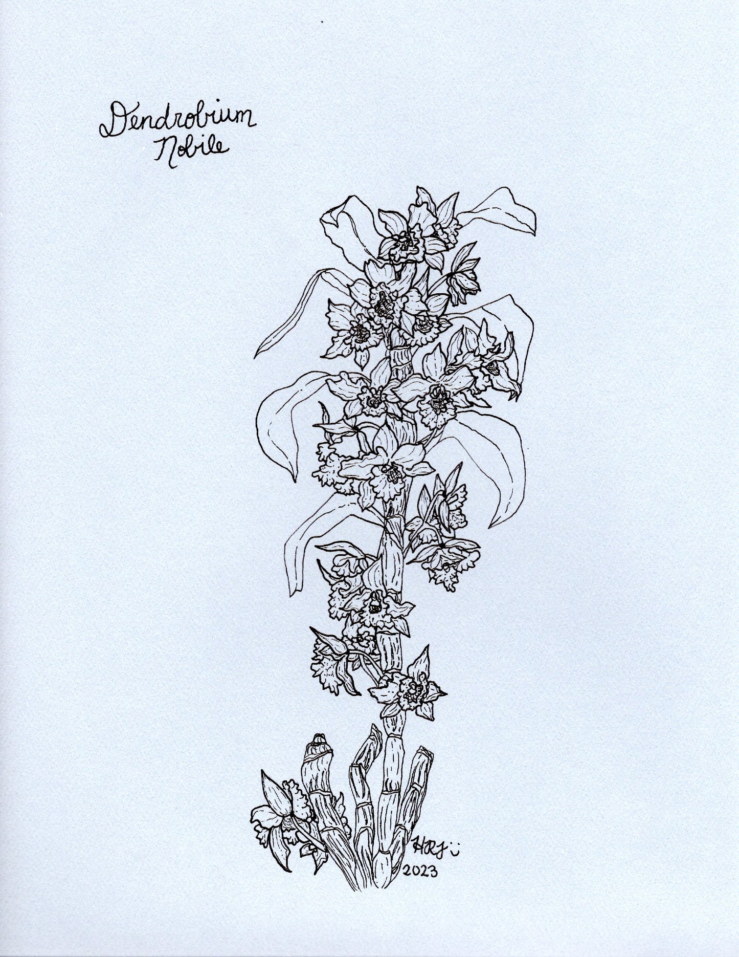Digital Download: Dendrobium Nobile Orchid Illustration 2023