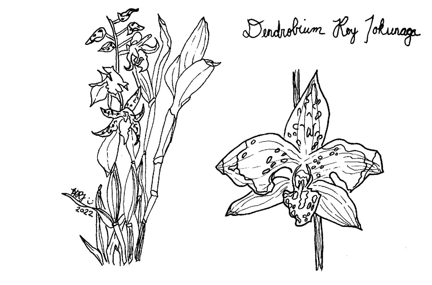 Digital Download: Dendrobium Nobile Orchid Illustration 2022