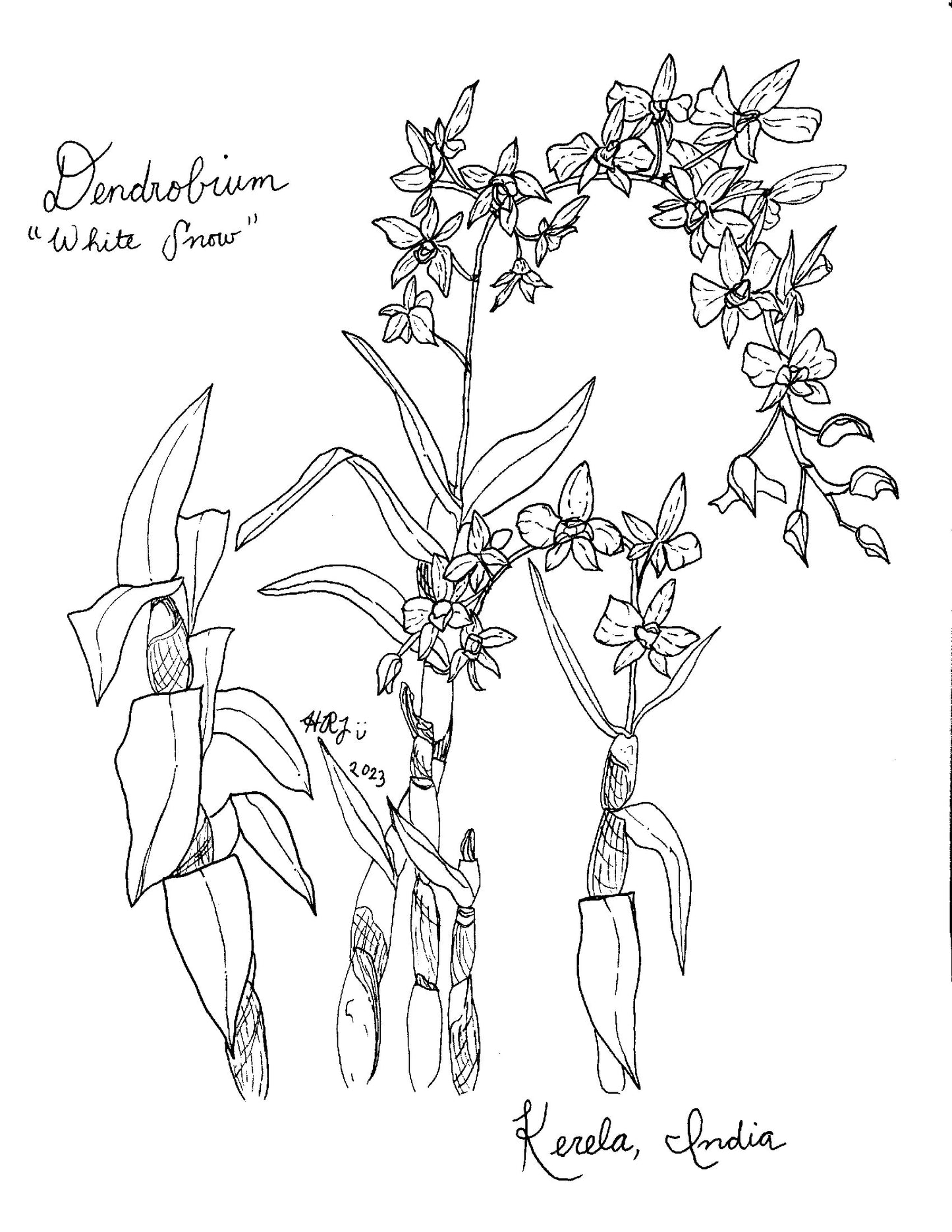 Digital Download: Dendrobium White Snow Orchid Illustration 2023