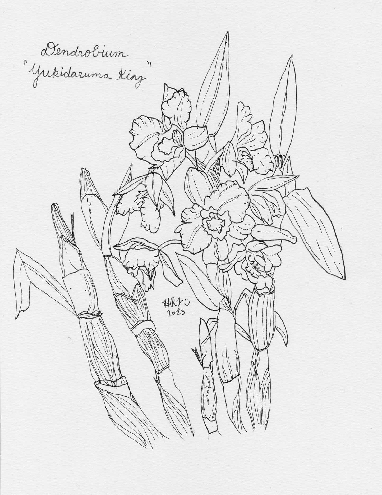 Digital Download: Dendrobium Yukidaruma King Orchid Illustration 2023