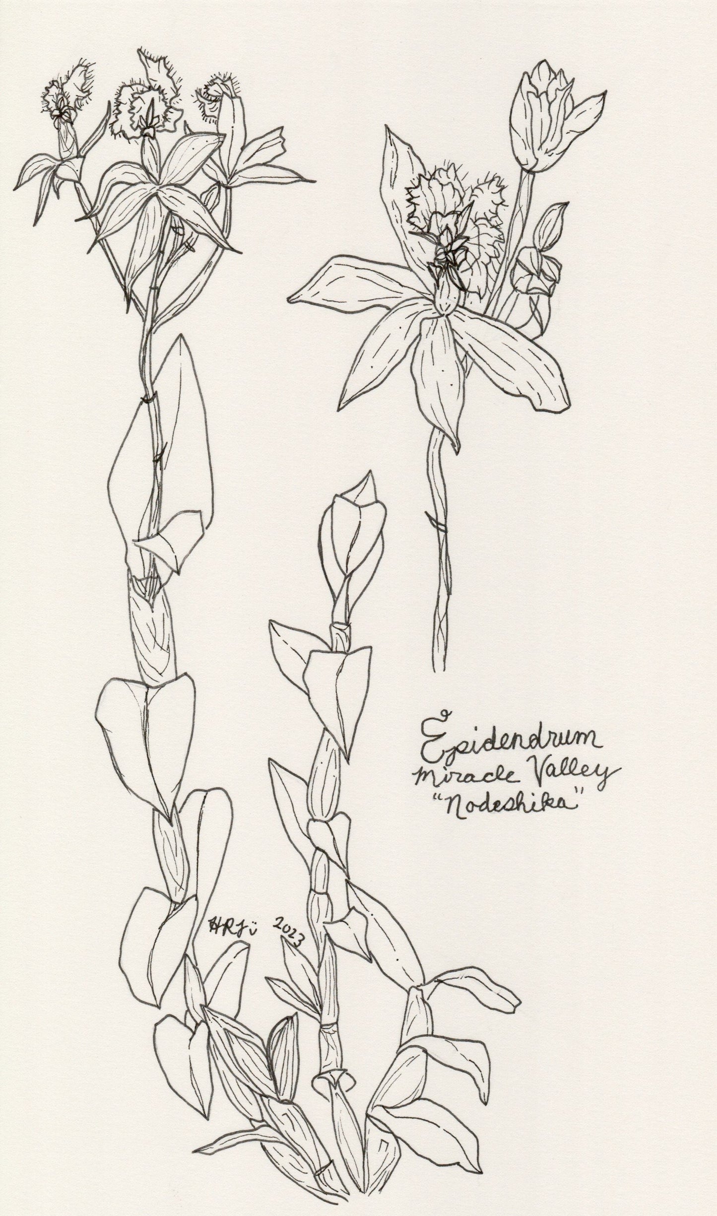 Digital Download: Epidendrum Orchid Illustration 2023