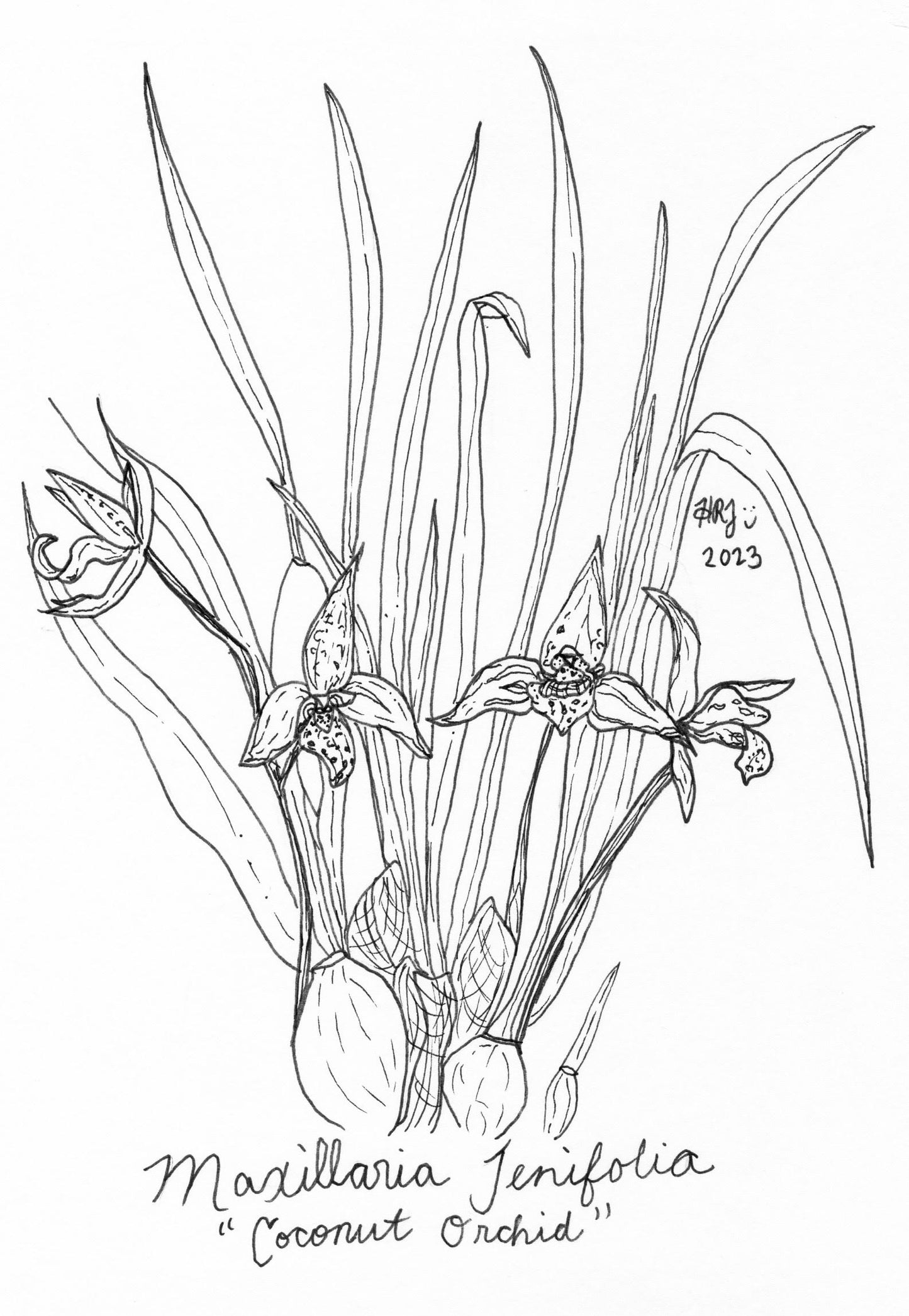 Digital Download: Coconut Orchid Illustration 2023