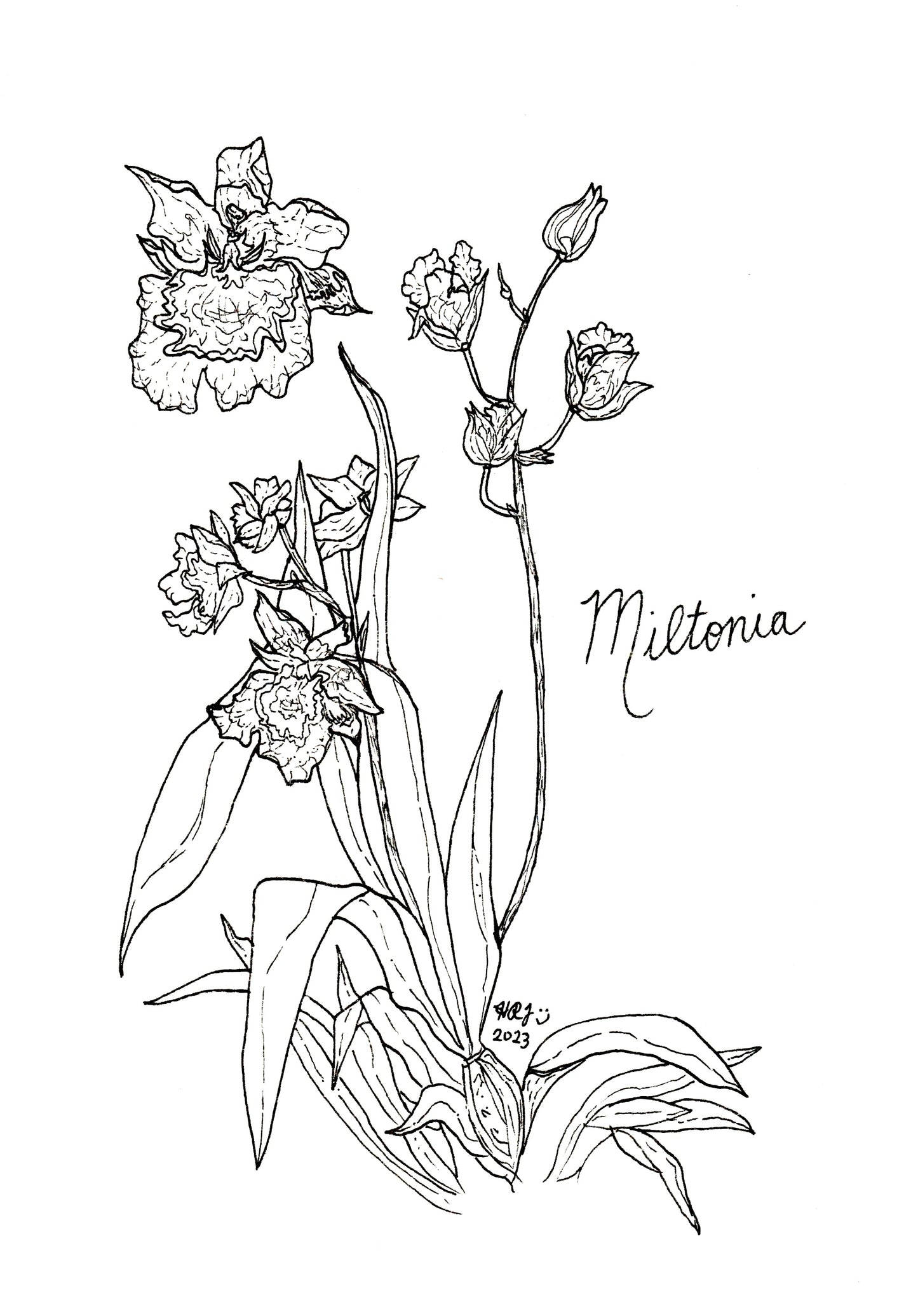 Digital Download: Miltonia Illustration Orchid Illustration 2023