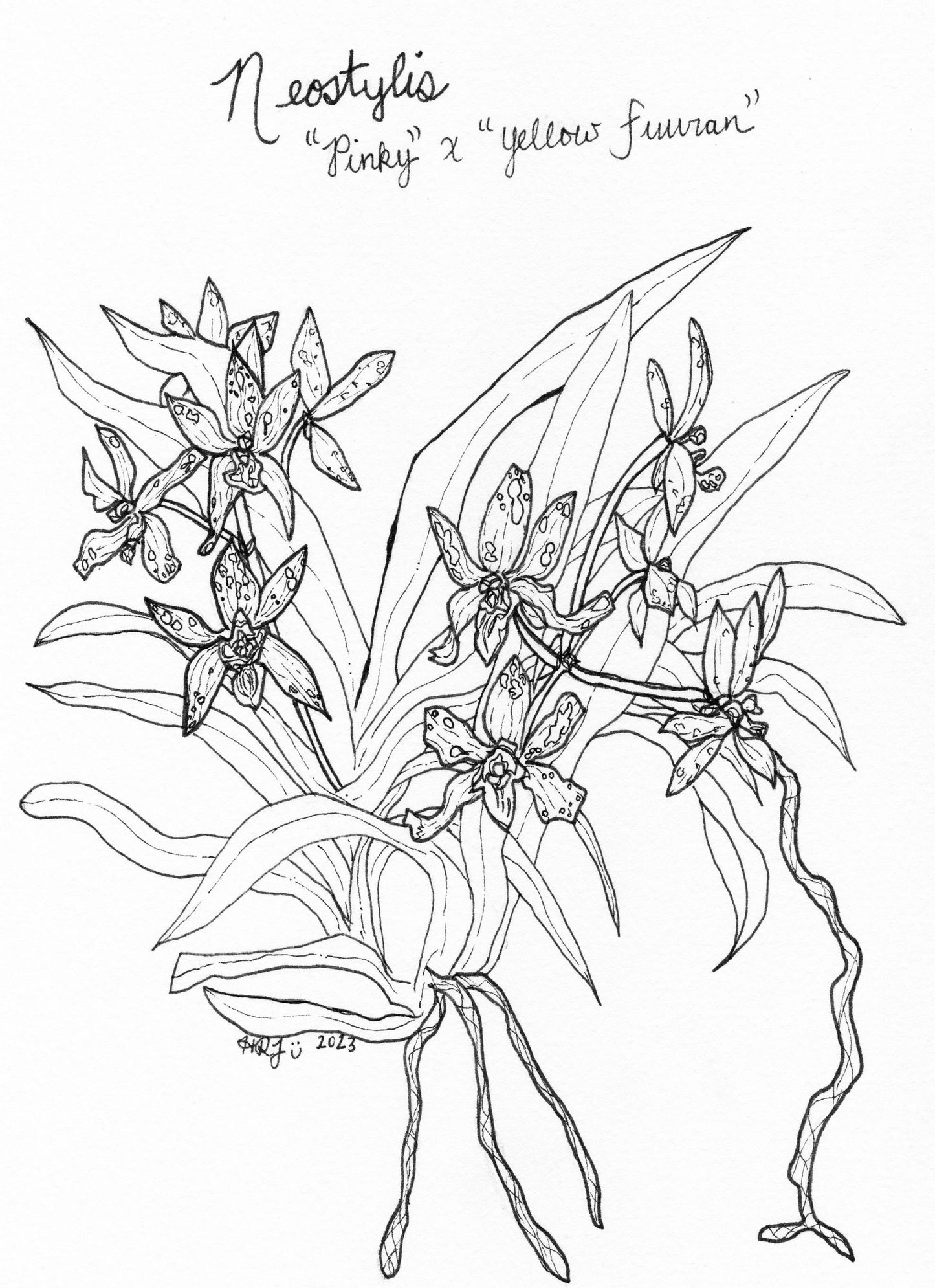 Digital Download: Neostylis Pinky x Yellow Fortran Orchid Illustration 2023