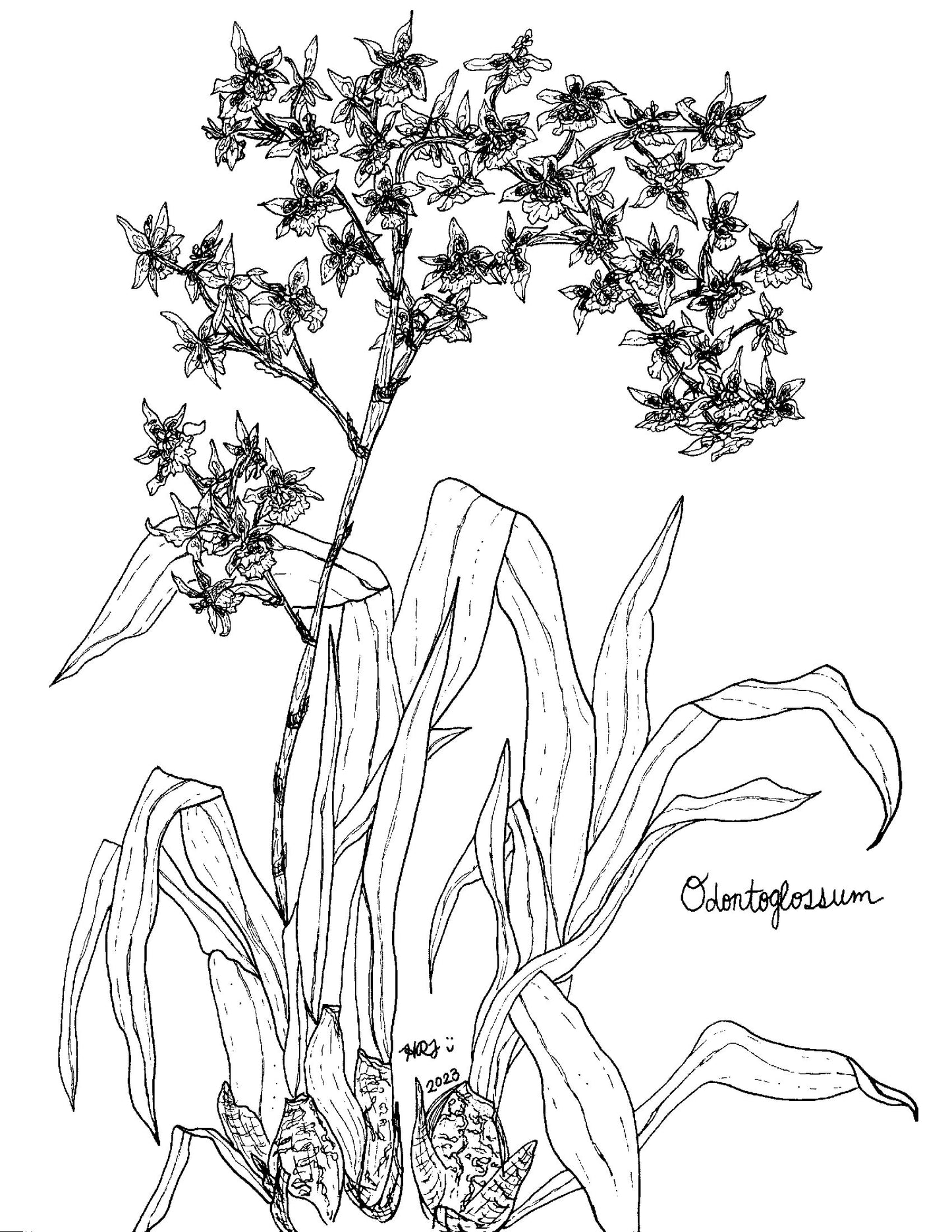 Digital Download: Odontoglossum Orchid Illustration 2023