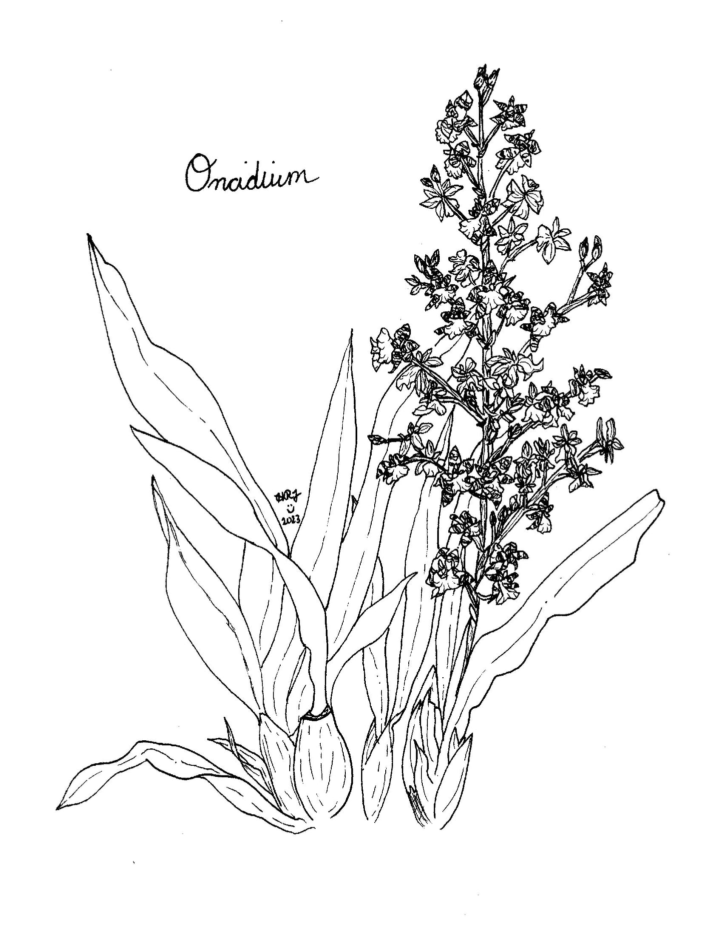Digital Download: Oncidium Orchid Illustration 2023