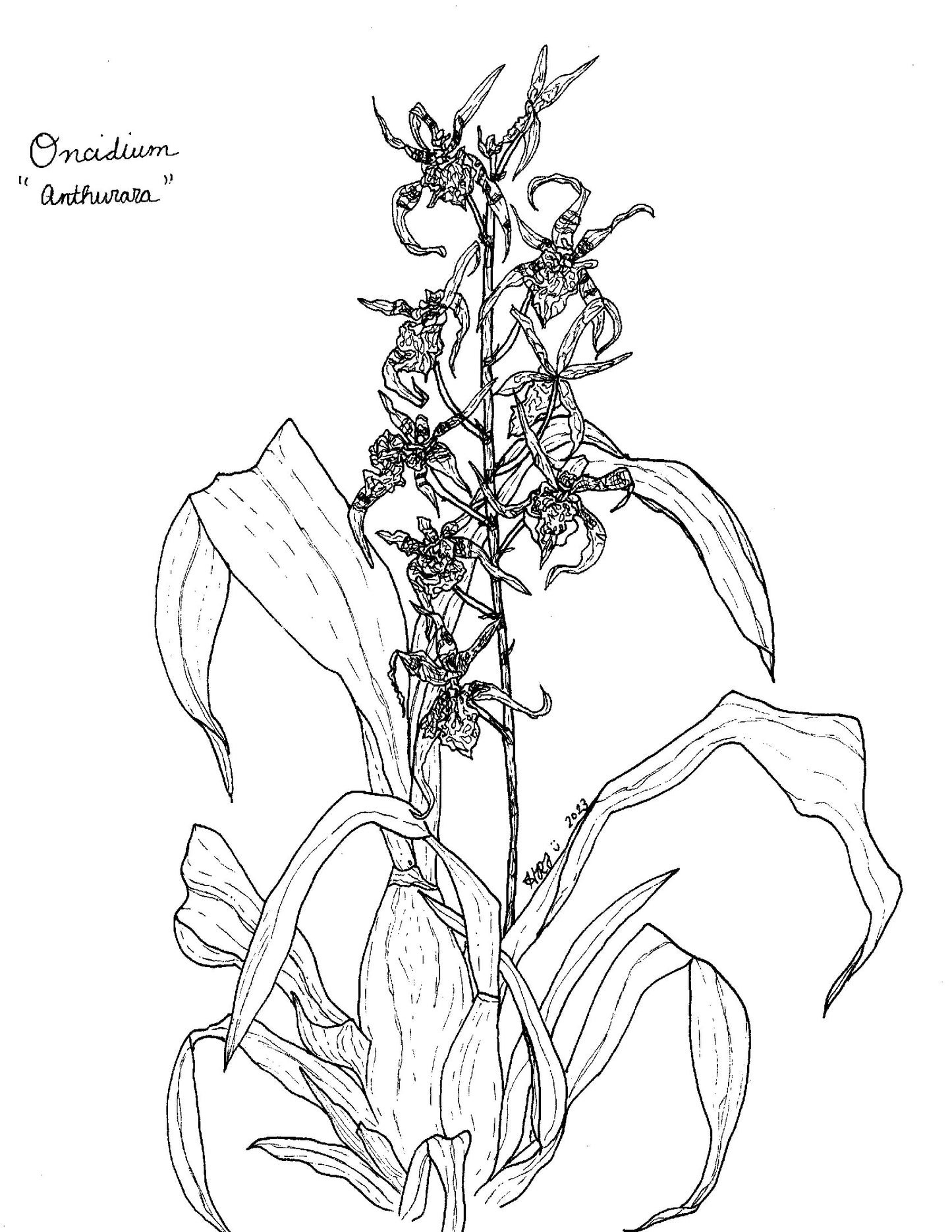 Digital Download: Oncidium Anthurara Orchid Illustration 2023