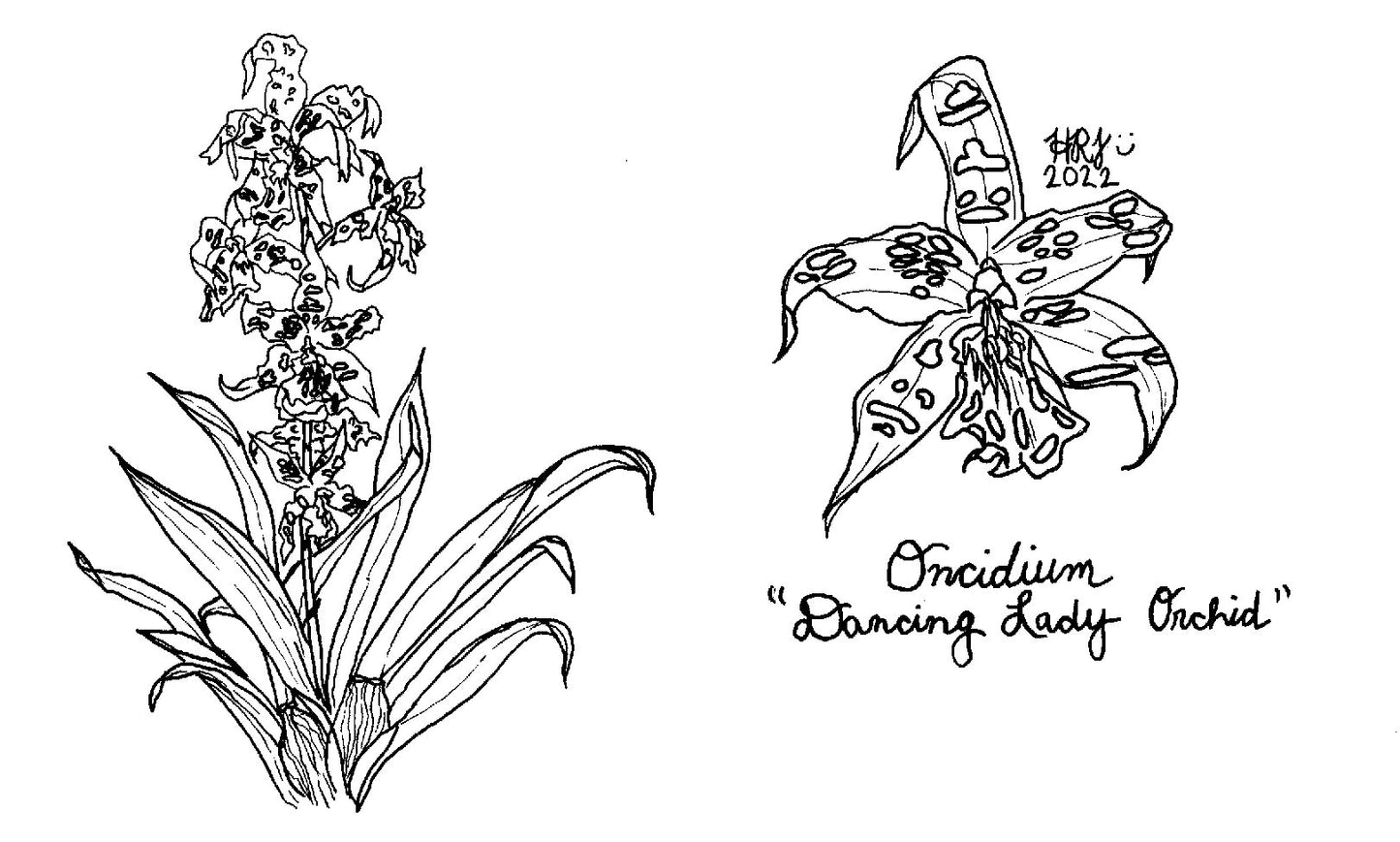 Digital Download: Oncidium Dancing Lady Small Orchid Illustration 2022