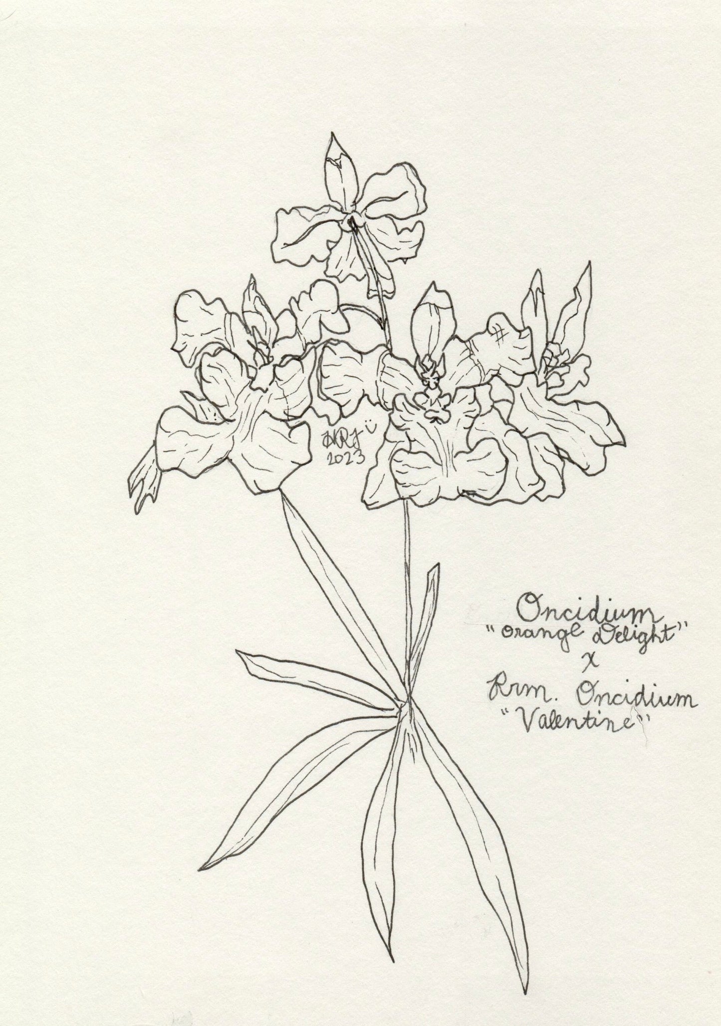 Digital Download: Oncidium Orange Delight Orchid Illustration 2023