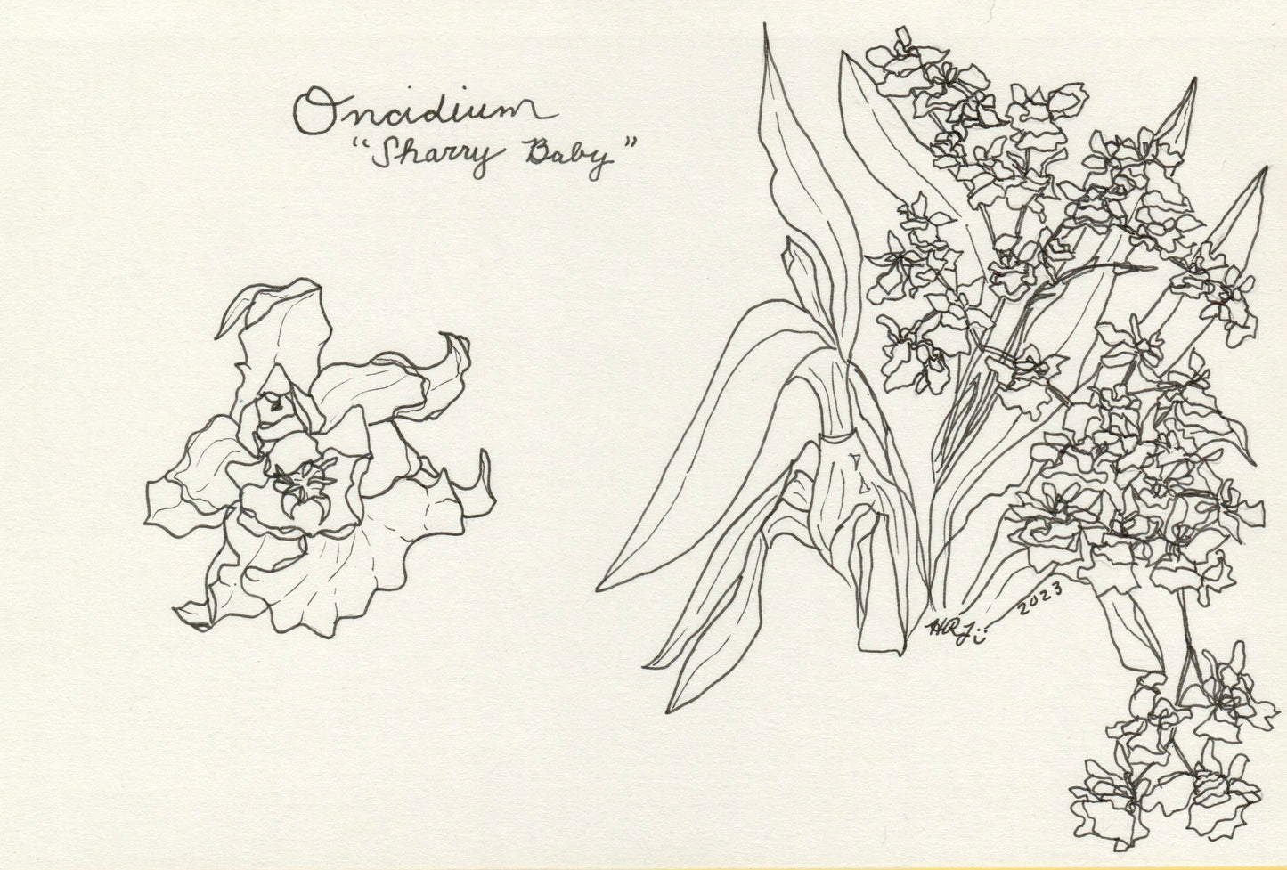 Digital Download: Oncidium Sharry Baby Orchid Illustration 2023