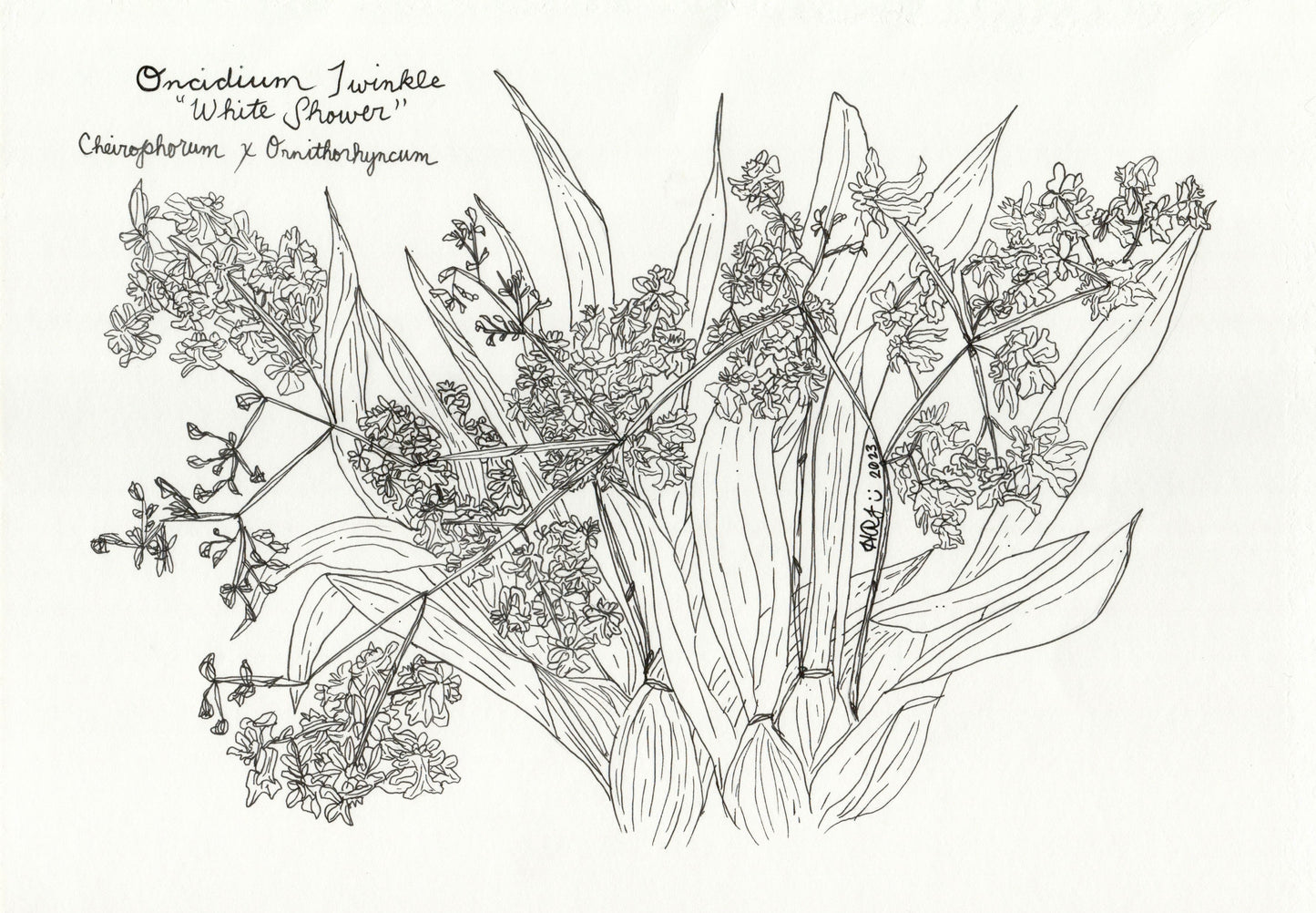 Digital Download: Oncidium Twinkle White Shower Orchid Illustration 2023