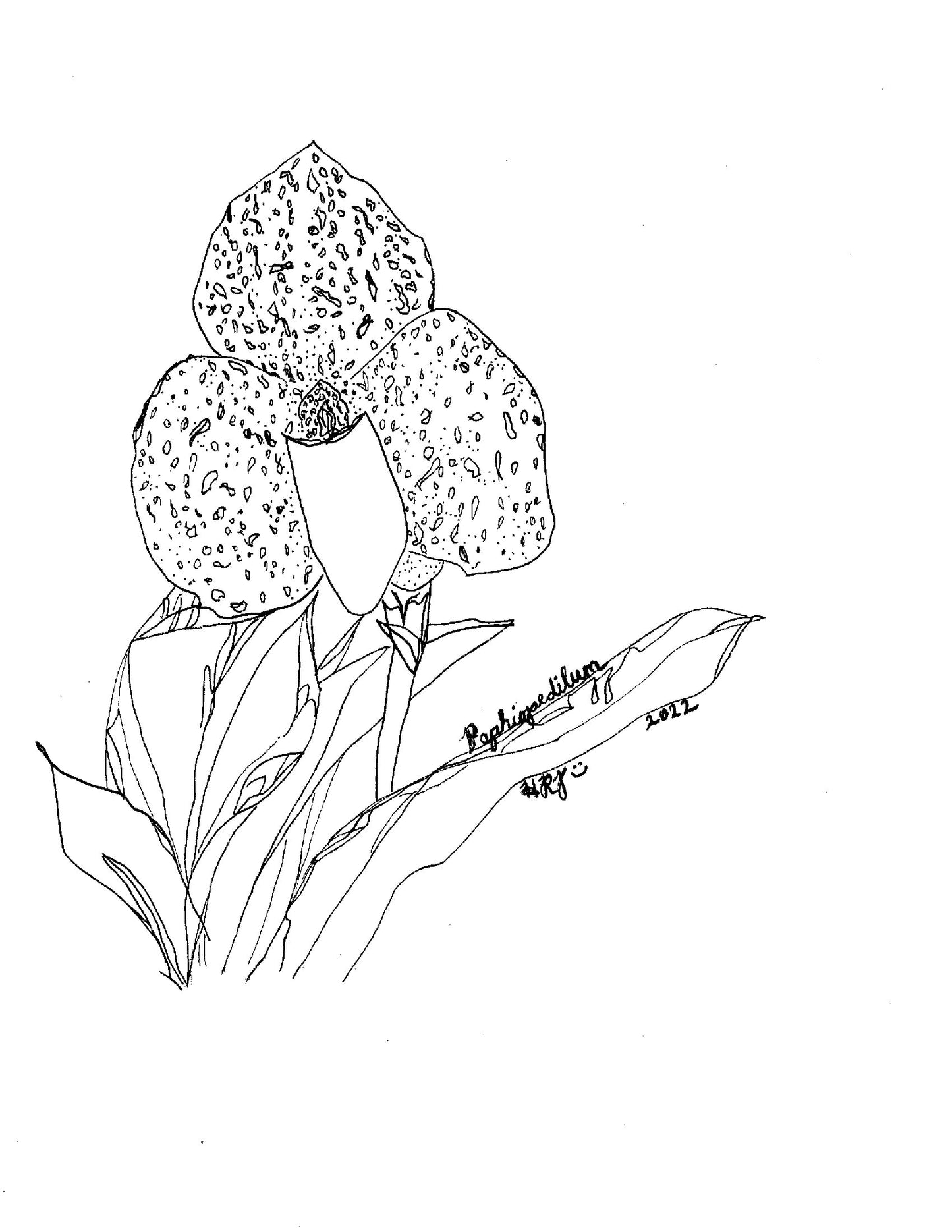 Digital Download: Paphiopedilum Orchid Illustration 2022
