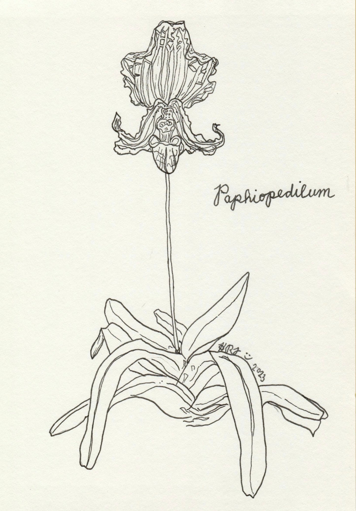 Digital Download: Paphiopedilum Orchid Illustration 2023