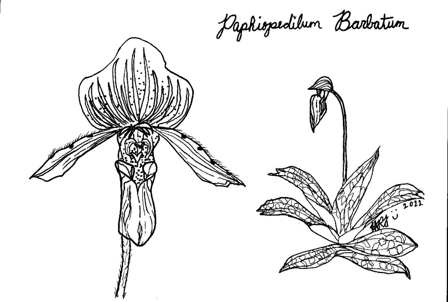 Digital Download: Paphiopedilum Barbatum Orchid Illustration 2022