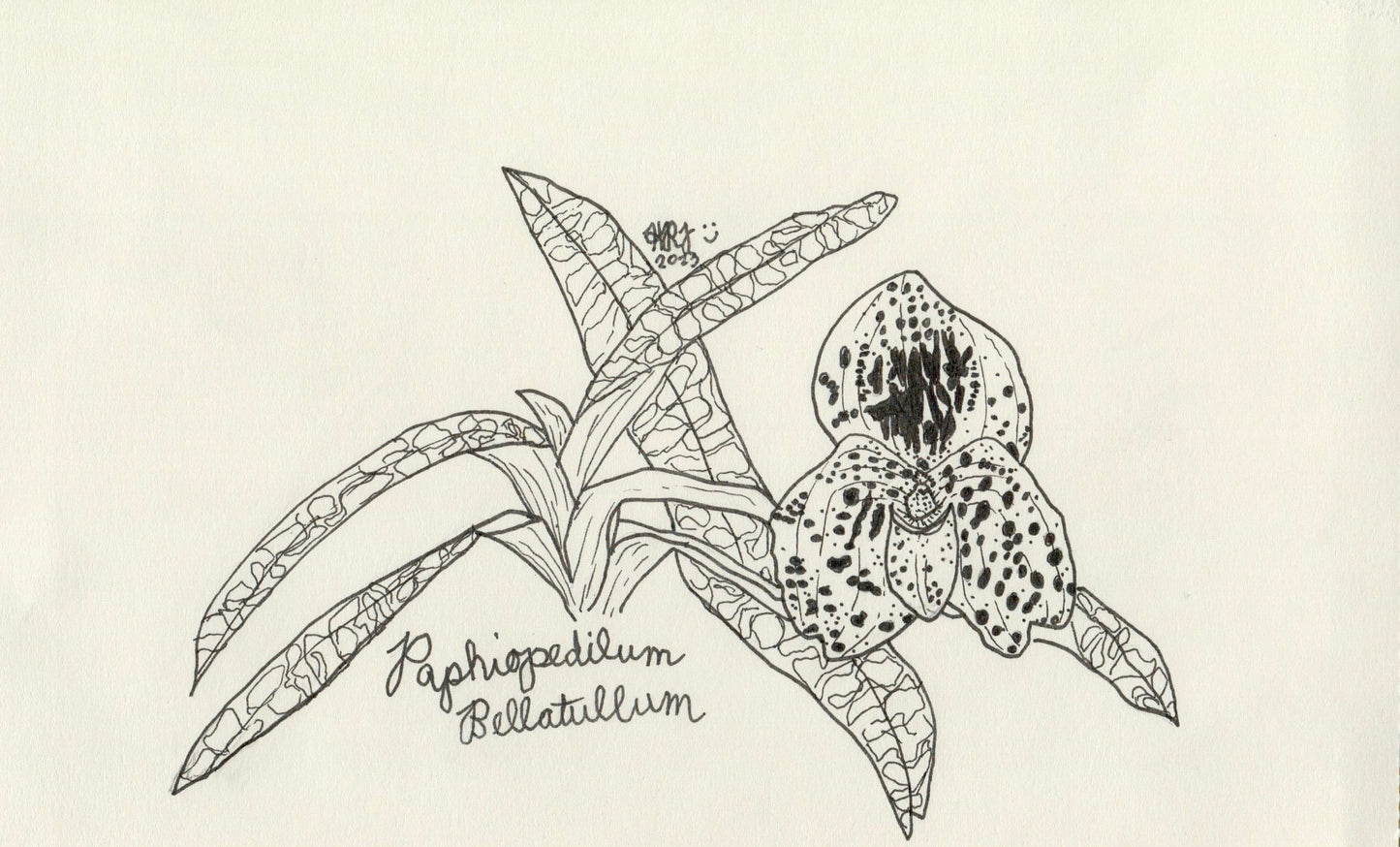 Digital Download: Paphiopedilum Bellatullum Orchid Illustration 2023