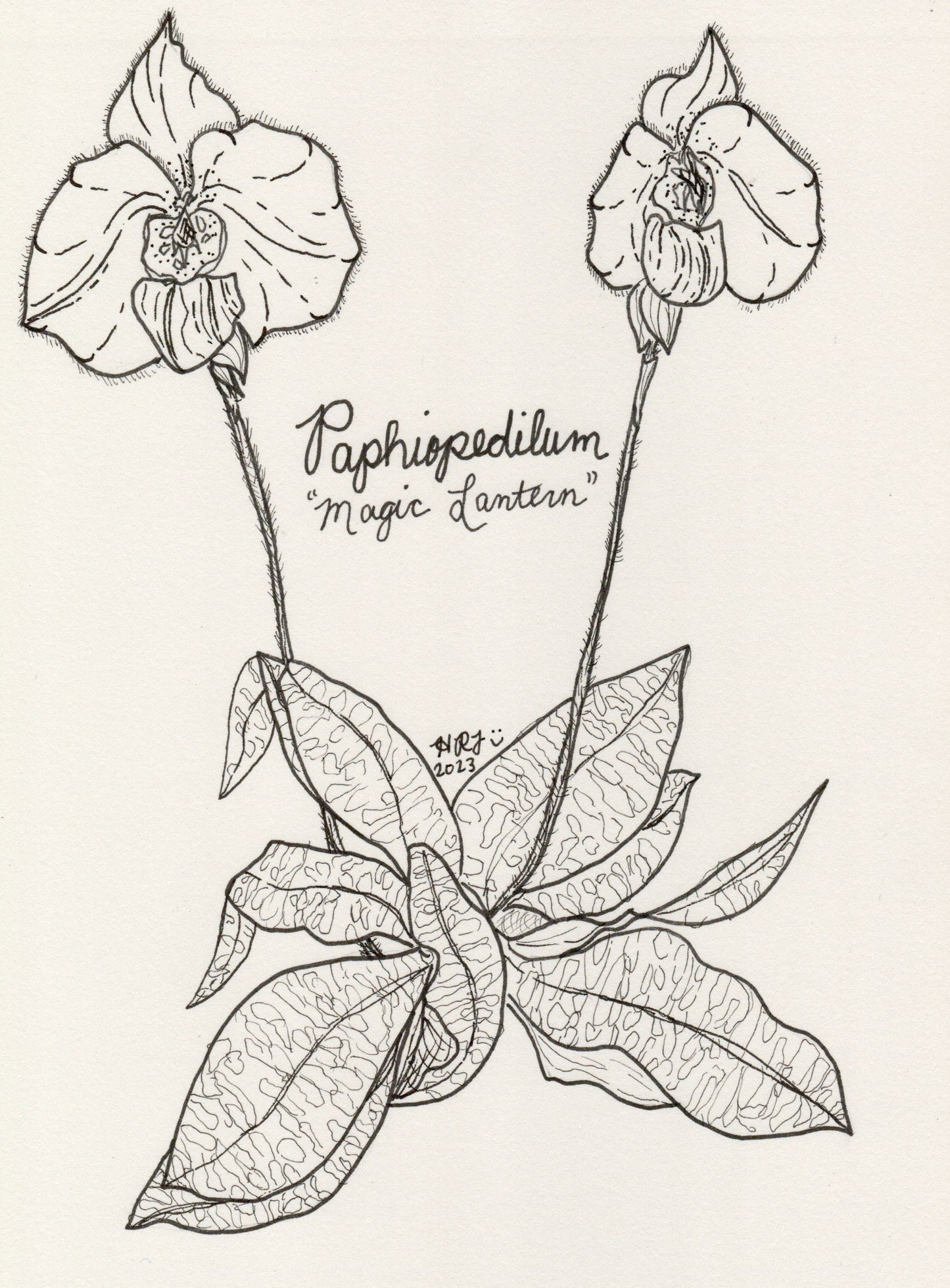 Digital Download: Paphiopedilum Magic Lantern Orchid Illustration 2023