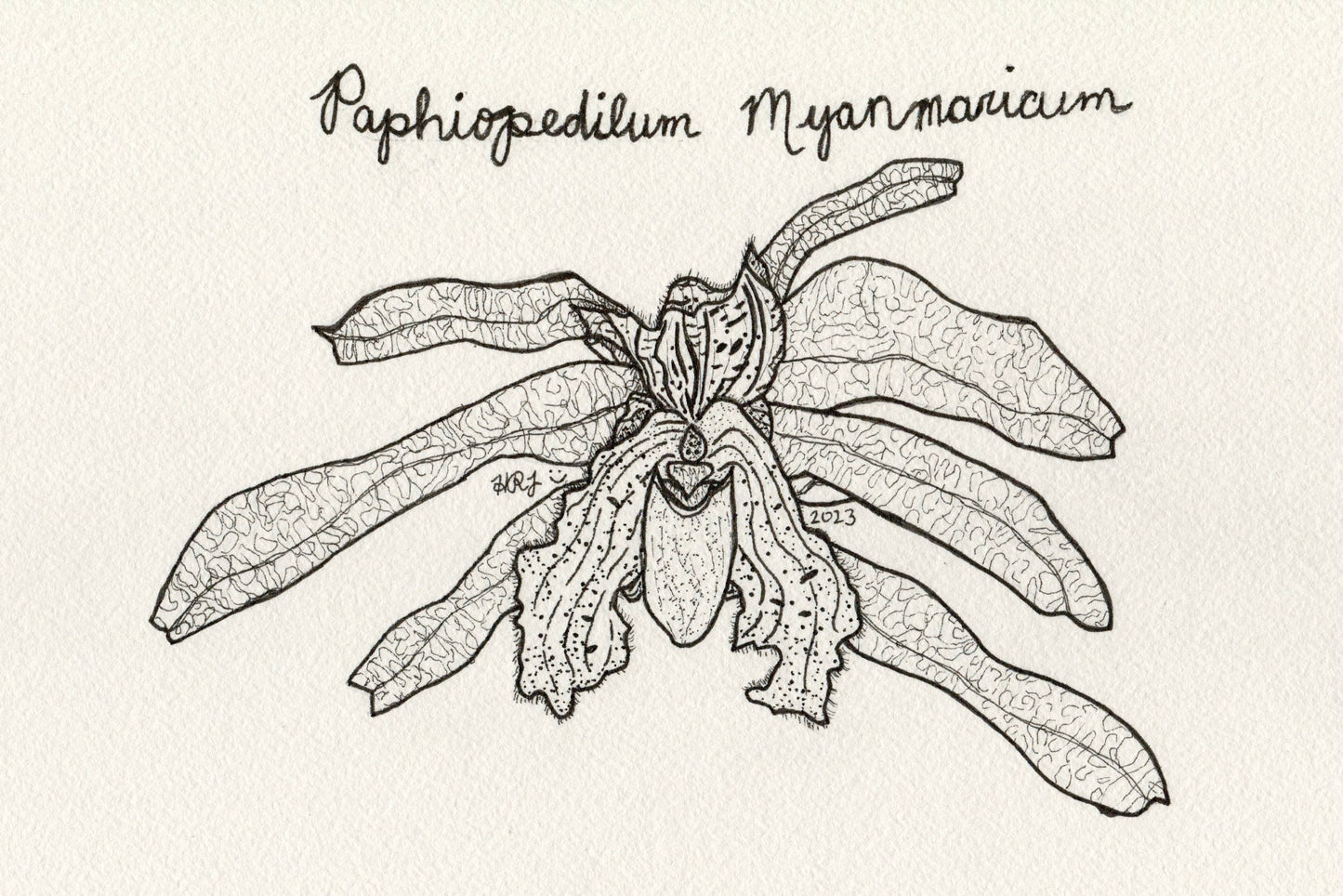 Digital Download: Paphiopedilum Myanmaricum Orchid Illustration 2023