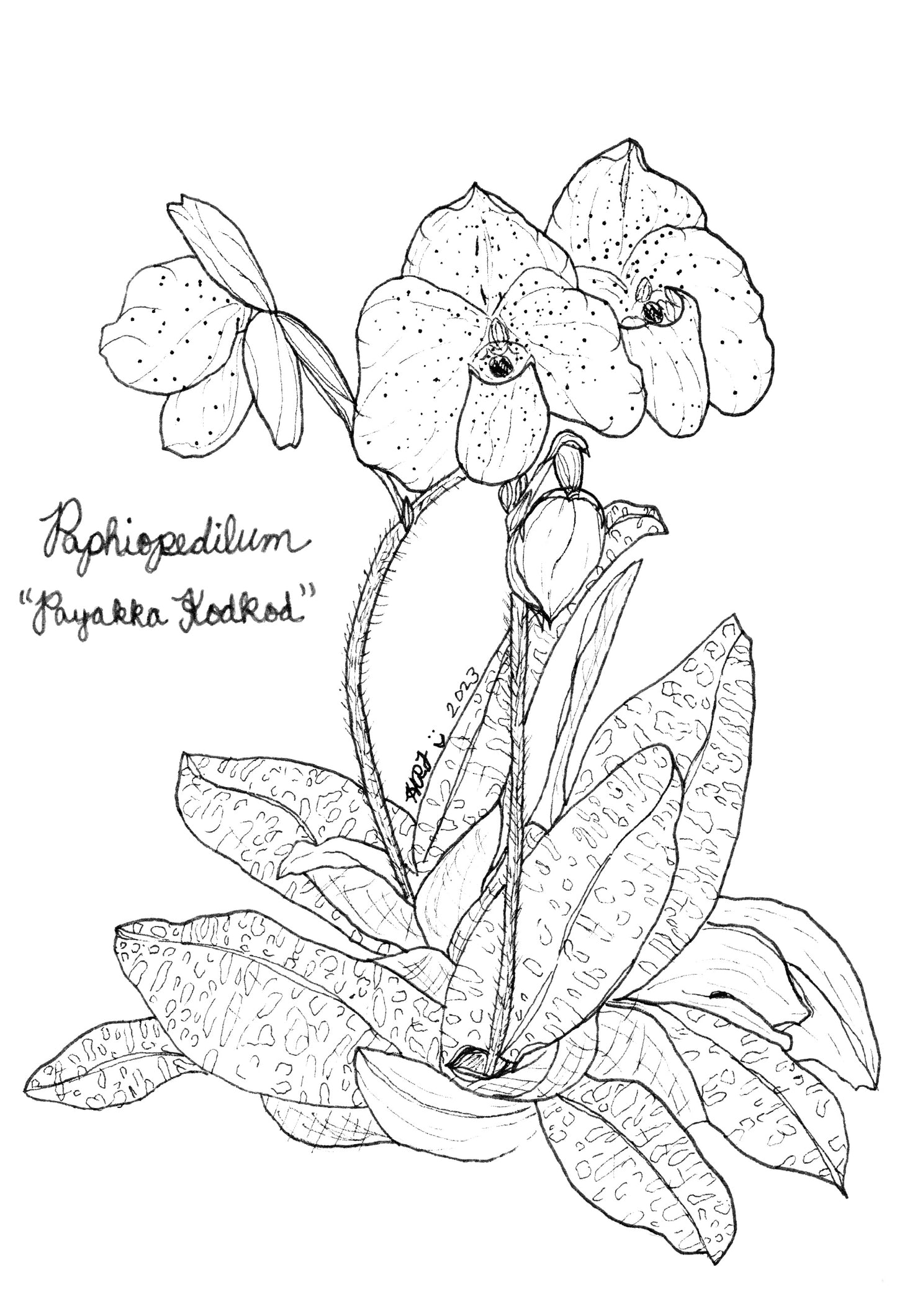 Digital Download: Paphiopedilum Payakka Kodkod Orchid Illustration 2023