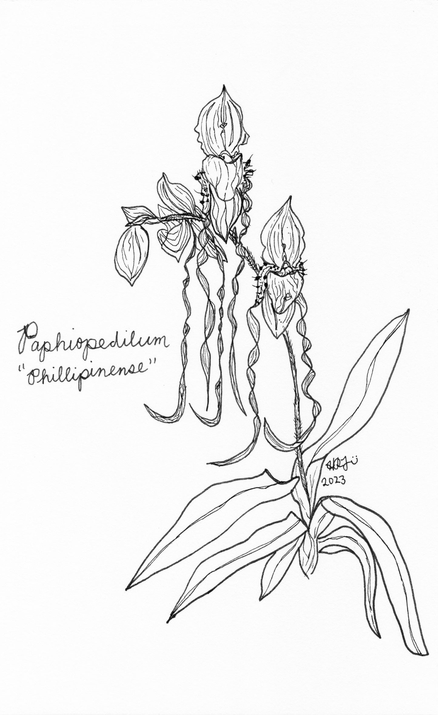 Digital Download: Paphiopedilum Phillipinense Orchid Illustration 2023