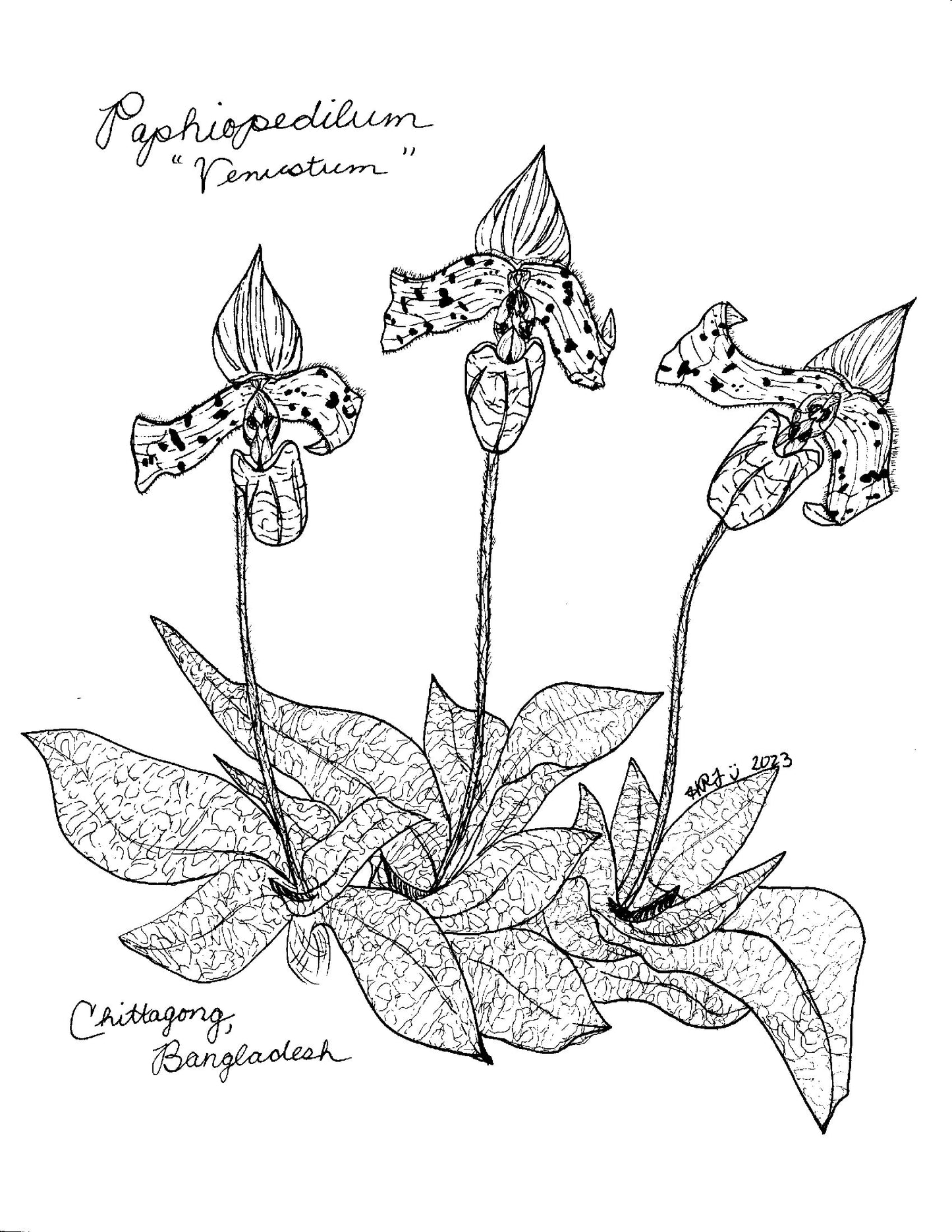 Digital Download: Paphiopedilum Venustum Orchid Illustration 2023