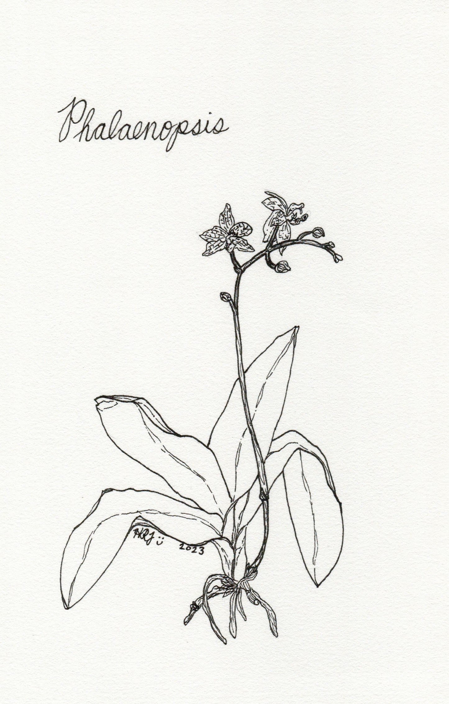 Digital Download: Phalaeanopsis Variation 1 Orchid Illustration 2023