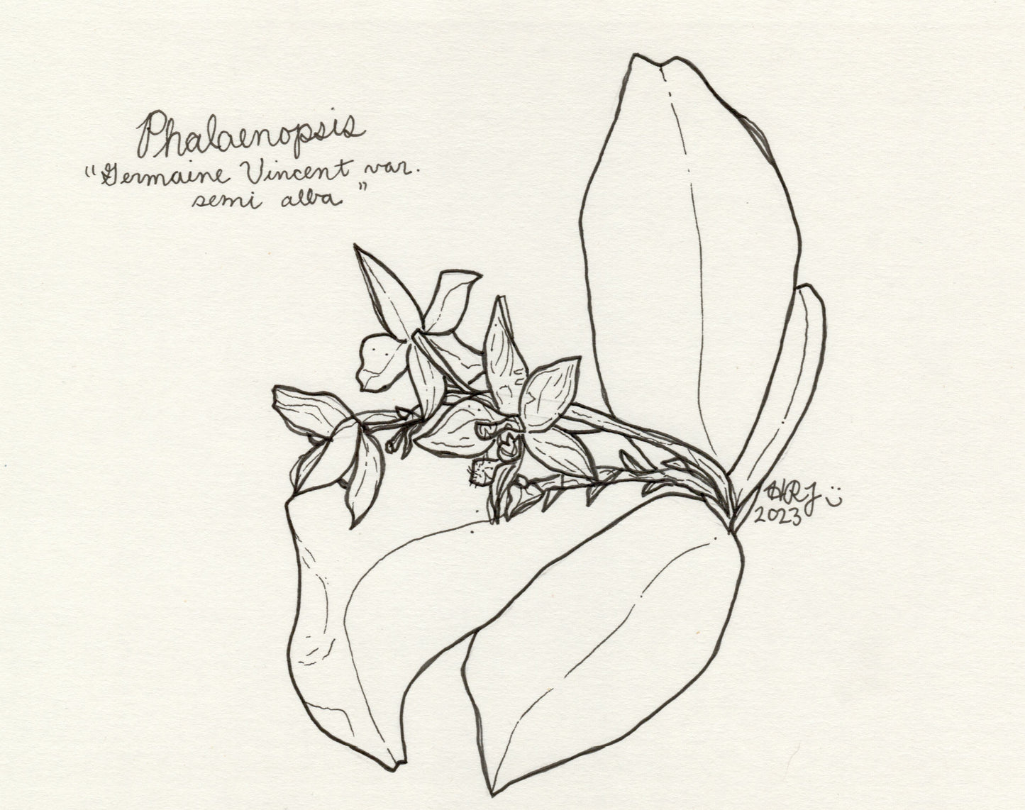Digital Download: Phalaeanopsis Germaine Vincent Orchid Illustration 2023