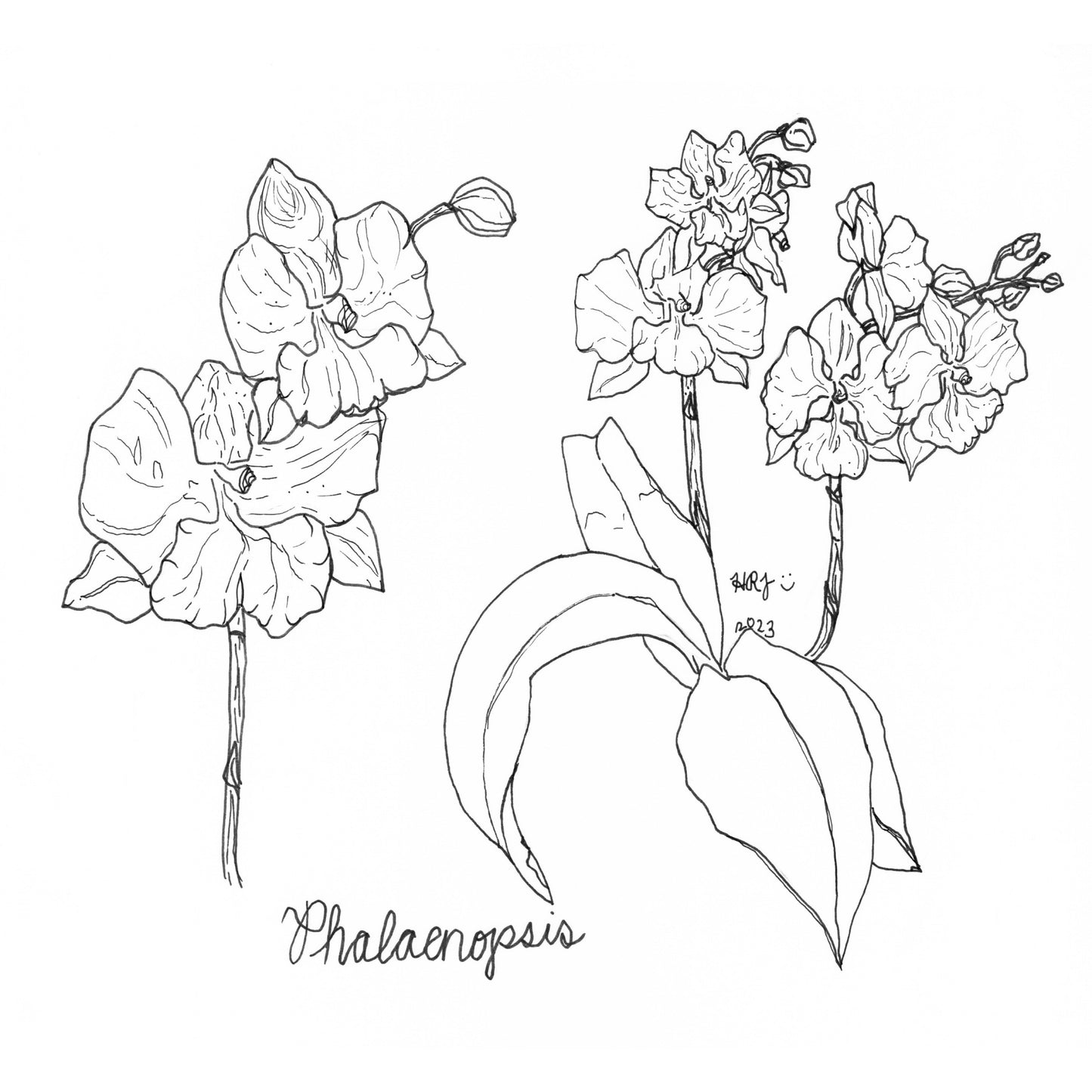 Digital Download: Phalaeanopsis Variation 2 Orchid Illustration 2023