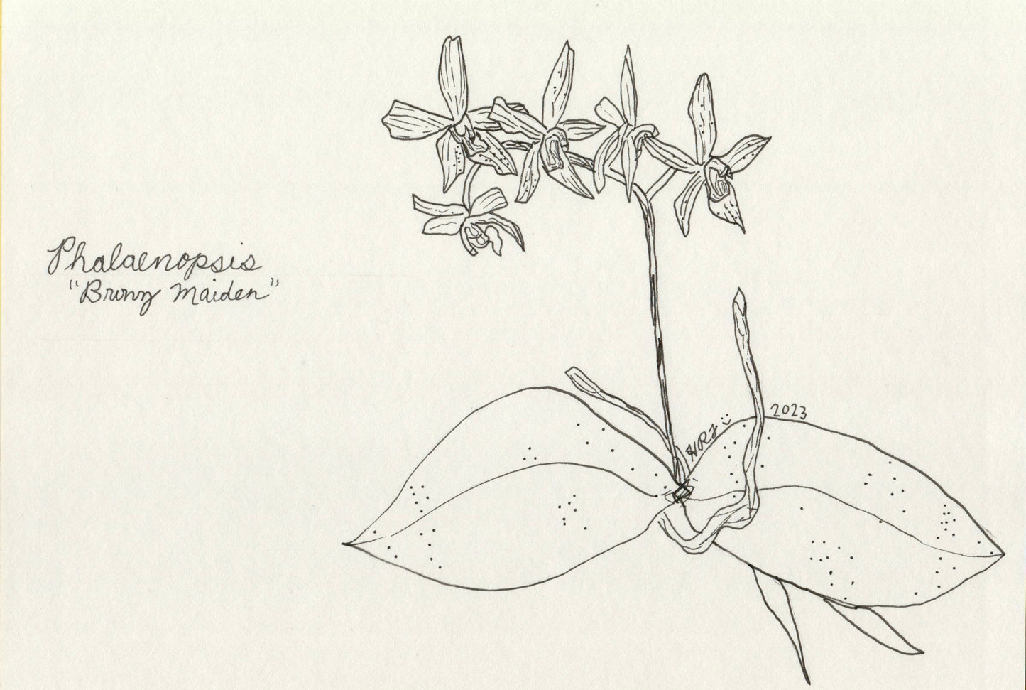 Digital Download: Phalaenopsis Bronz Maiden Orchid Illustration 2023