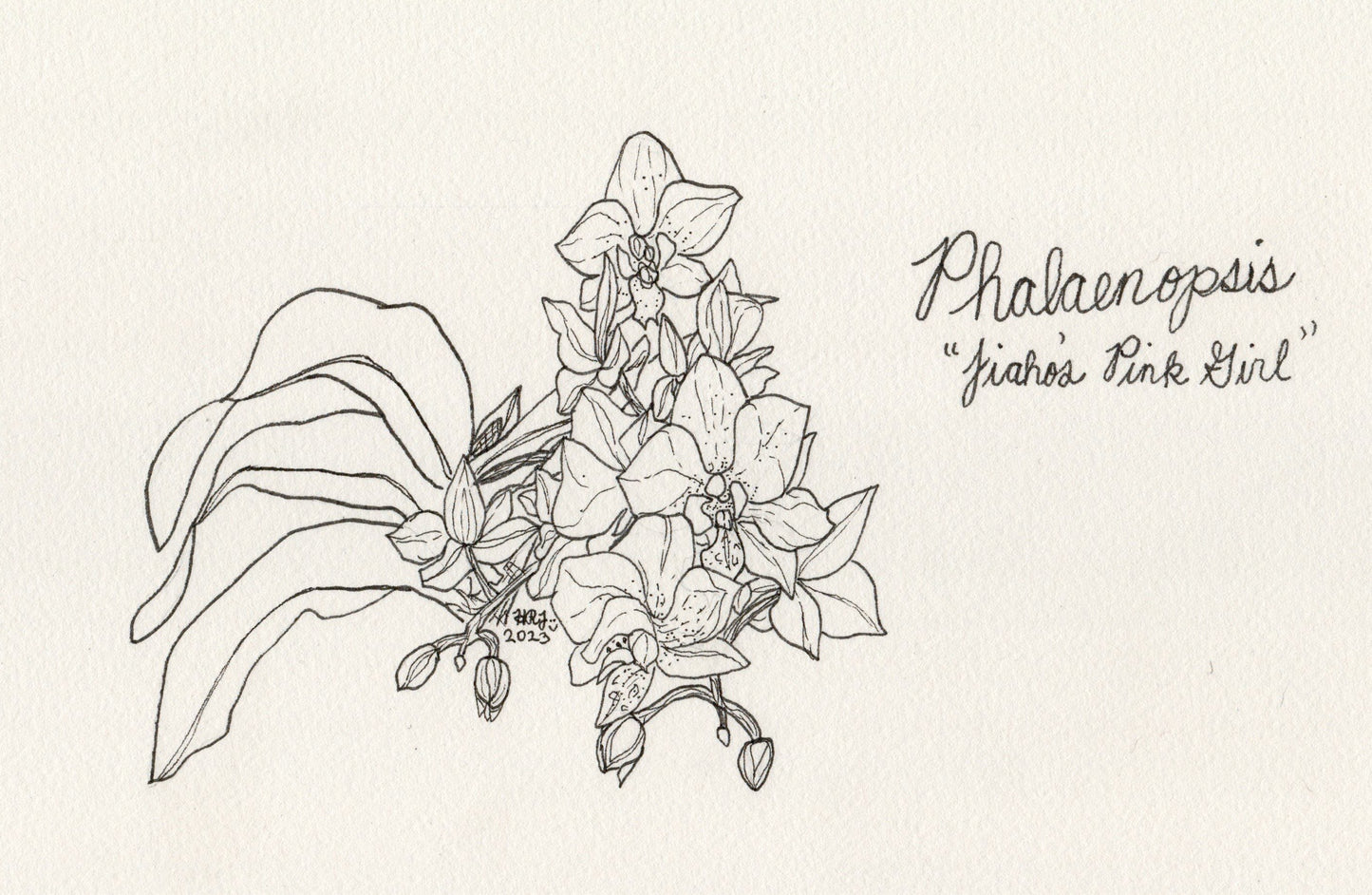 Digital Download: Phalaenopsis Jiaho's Pink Girl Orchid Illustration 2023