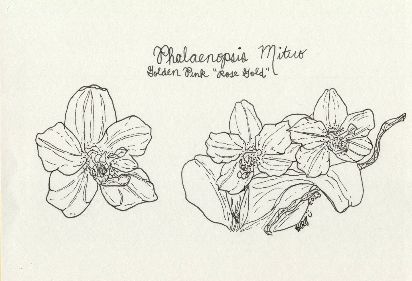 Digital Download: Phalaenopsis Jiaho's Pink Girl Orchid Illustration 2023